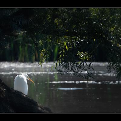 Grande Aigrette - OAI1