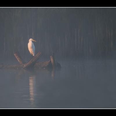 Grande Aigrette - OAI2