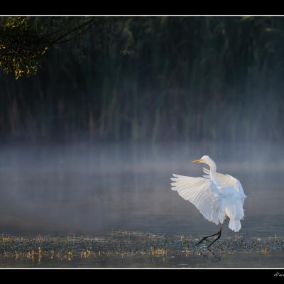 Grande Aigrette - OAI3