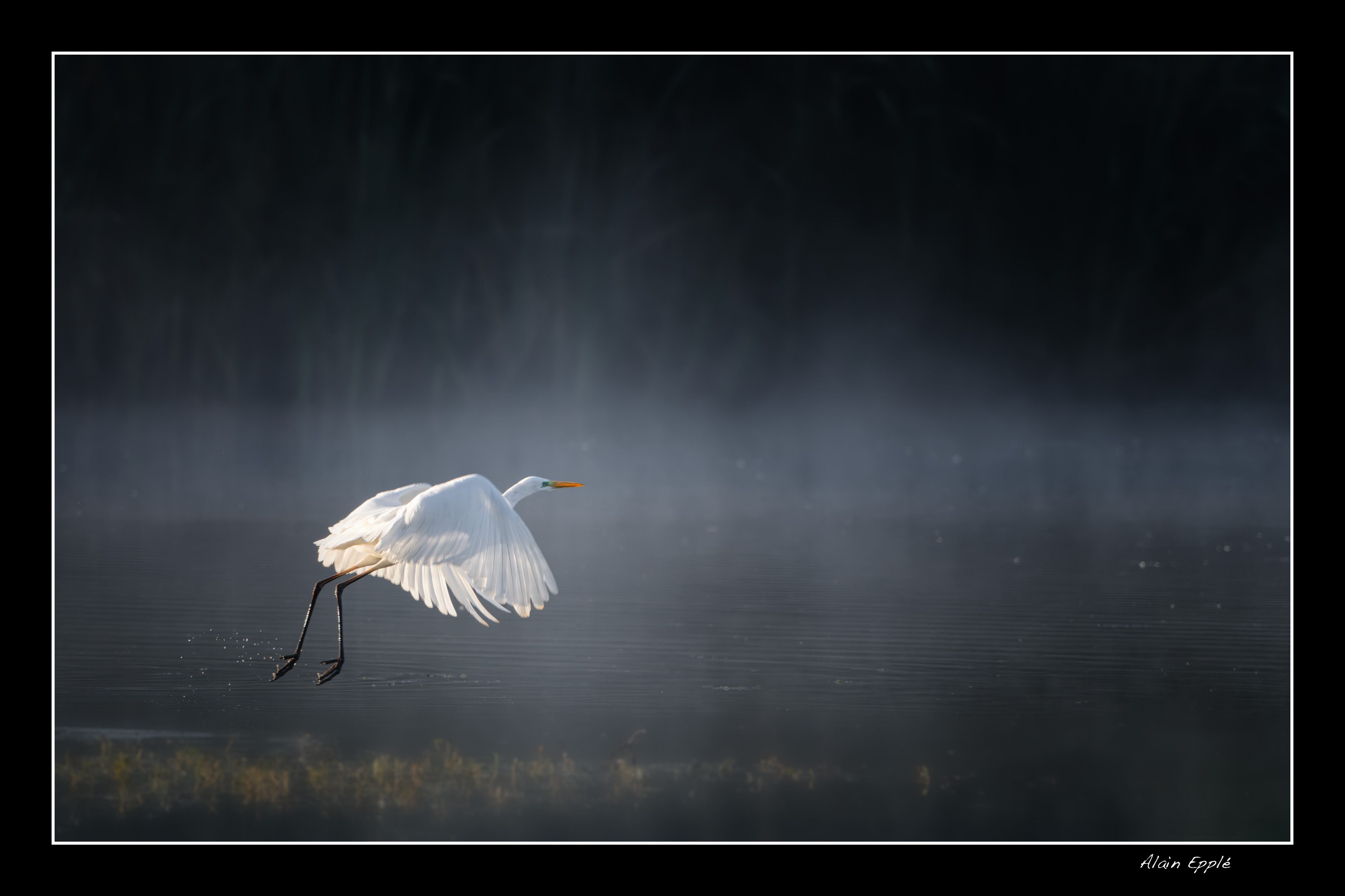 Grande Aigrette - OAI4