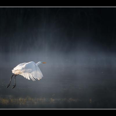 Grande Aigrette - OAI4