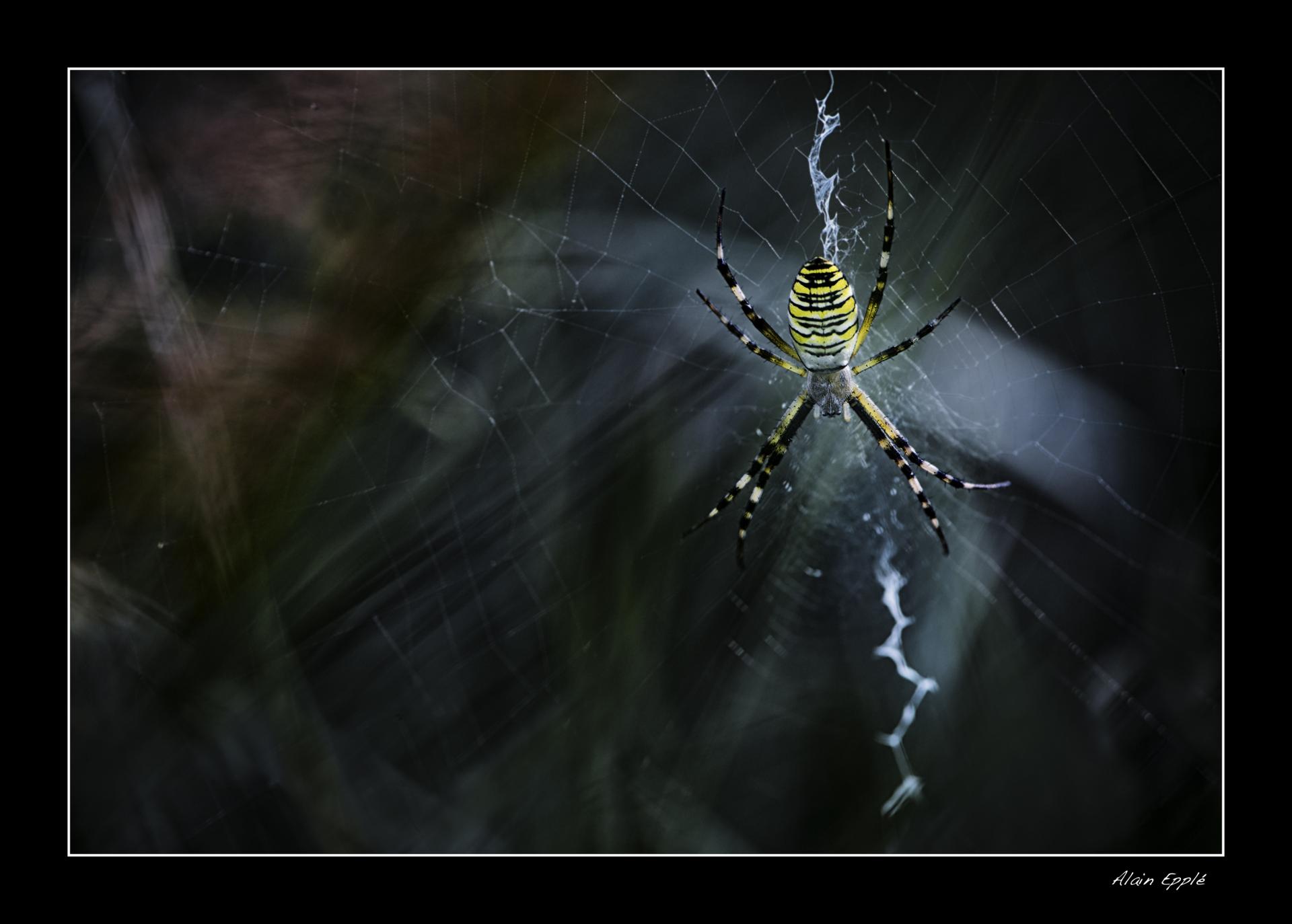 Argiope - Mi6