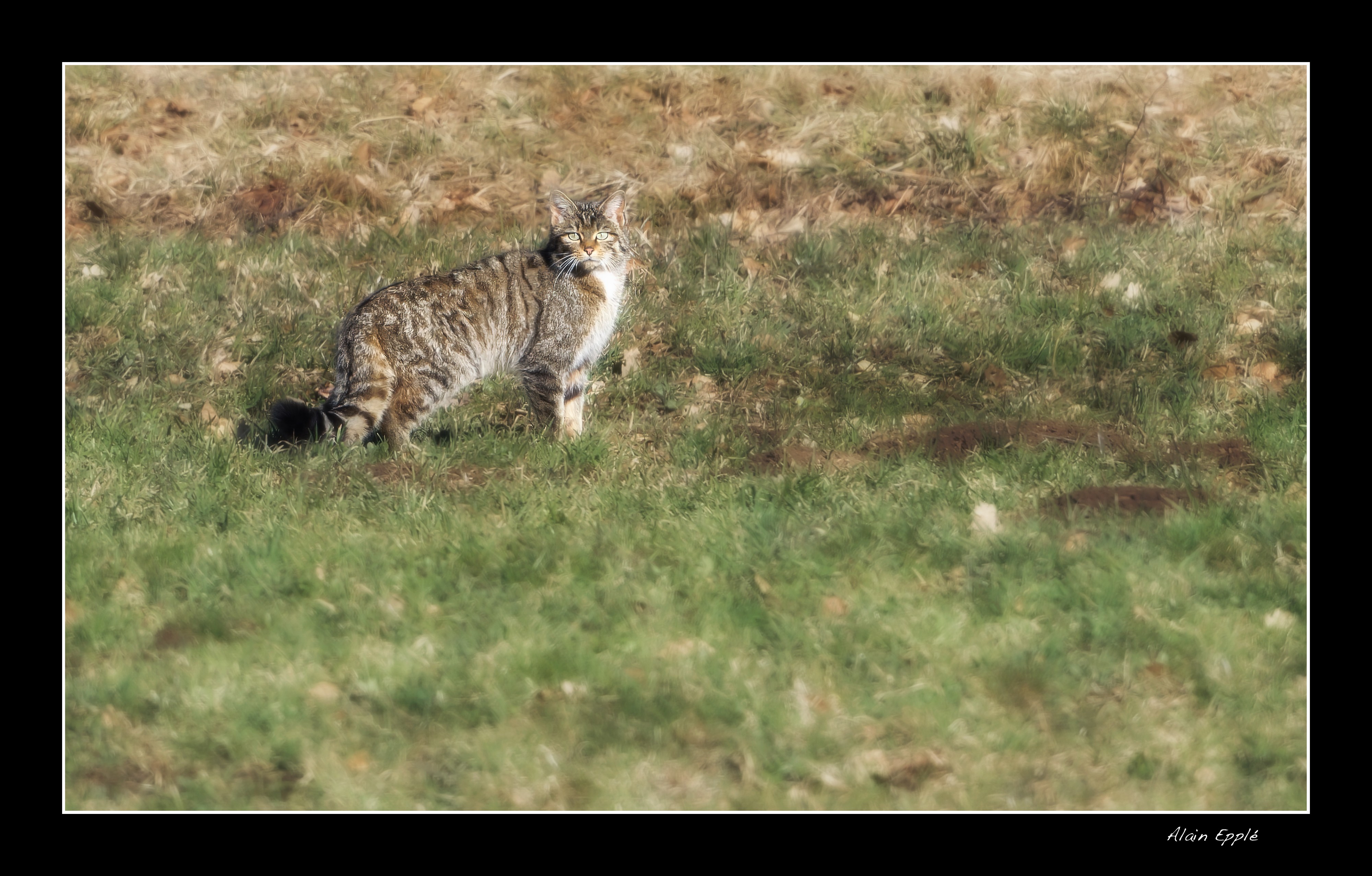 Chat Forestier - CHAT2