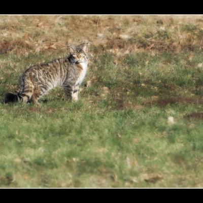 Chat Forestier - CHAT2