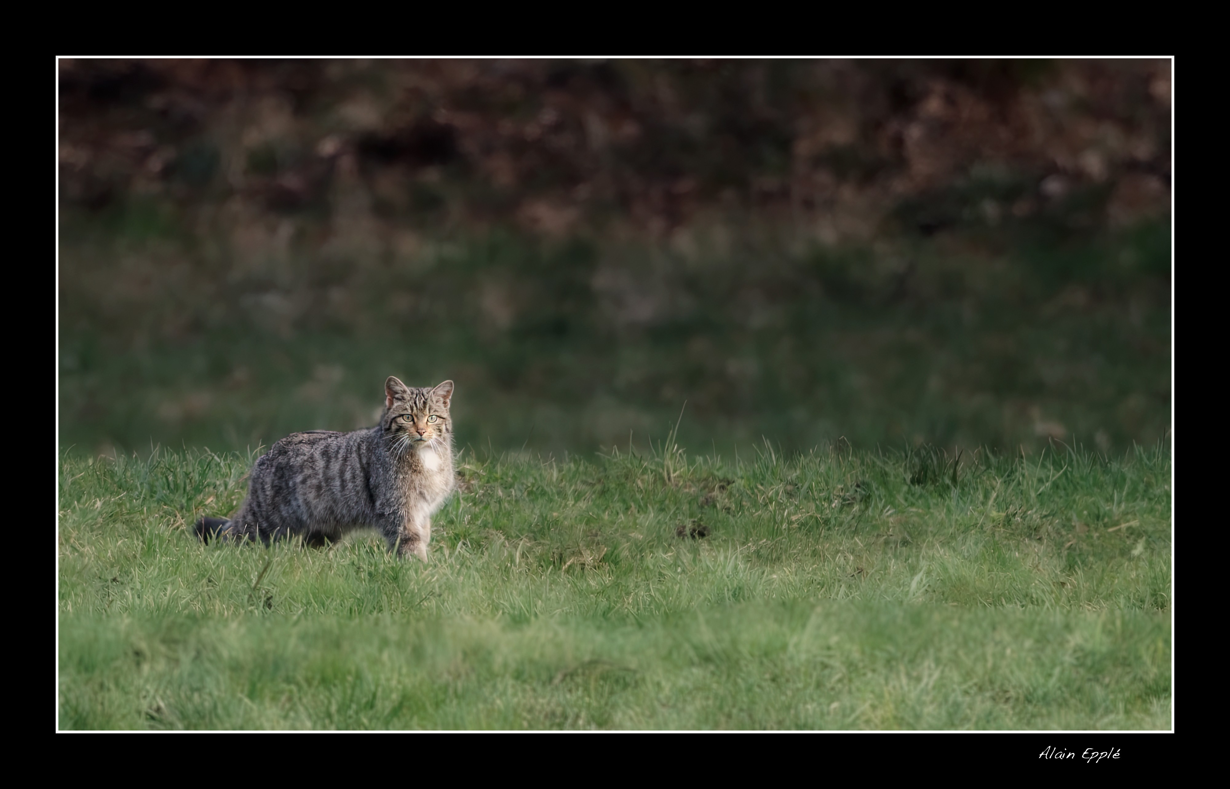 Chat Forestier - CHAT5