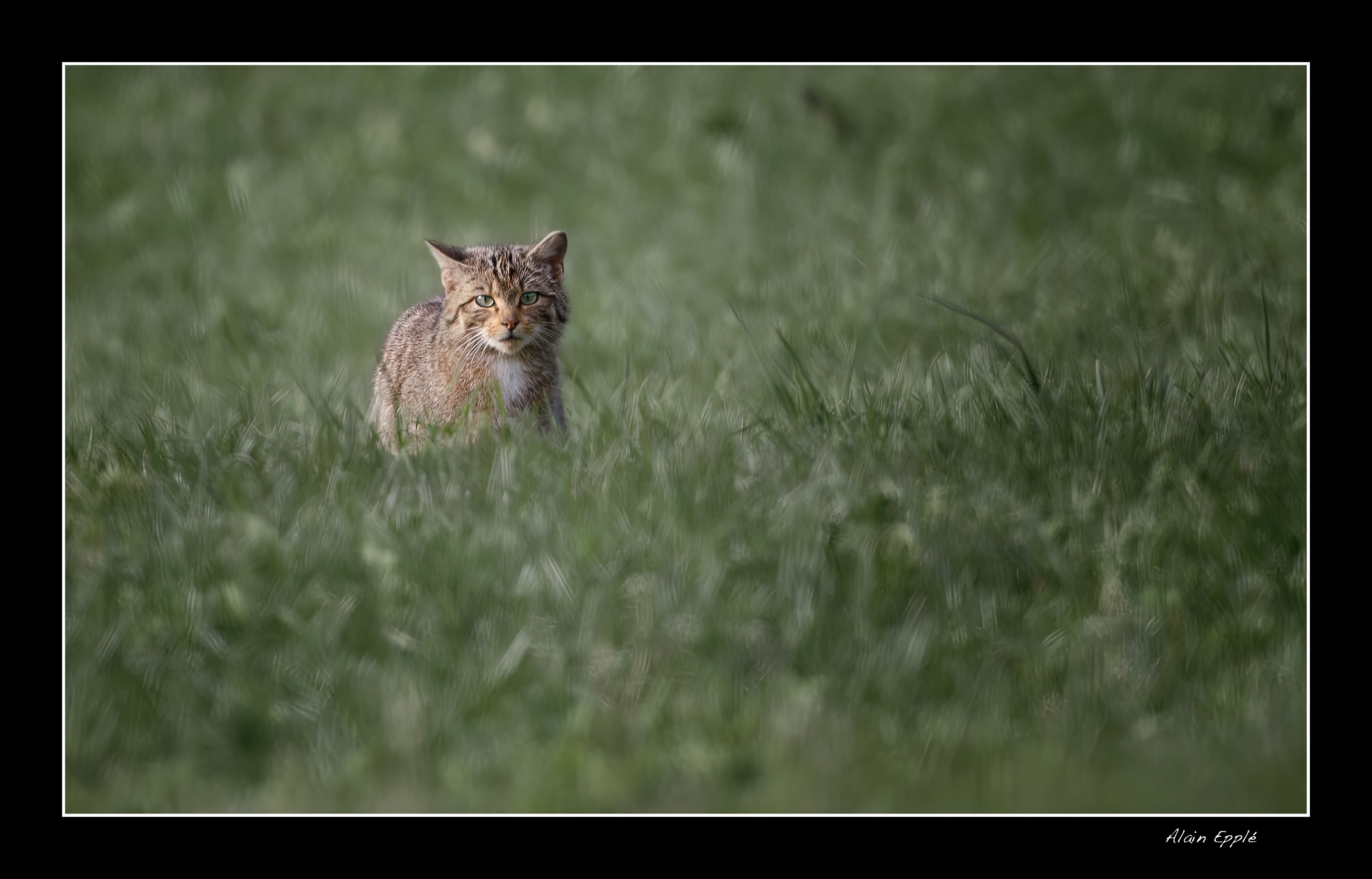 Chat Forestier - CHAT4