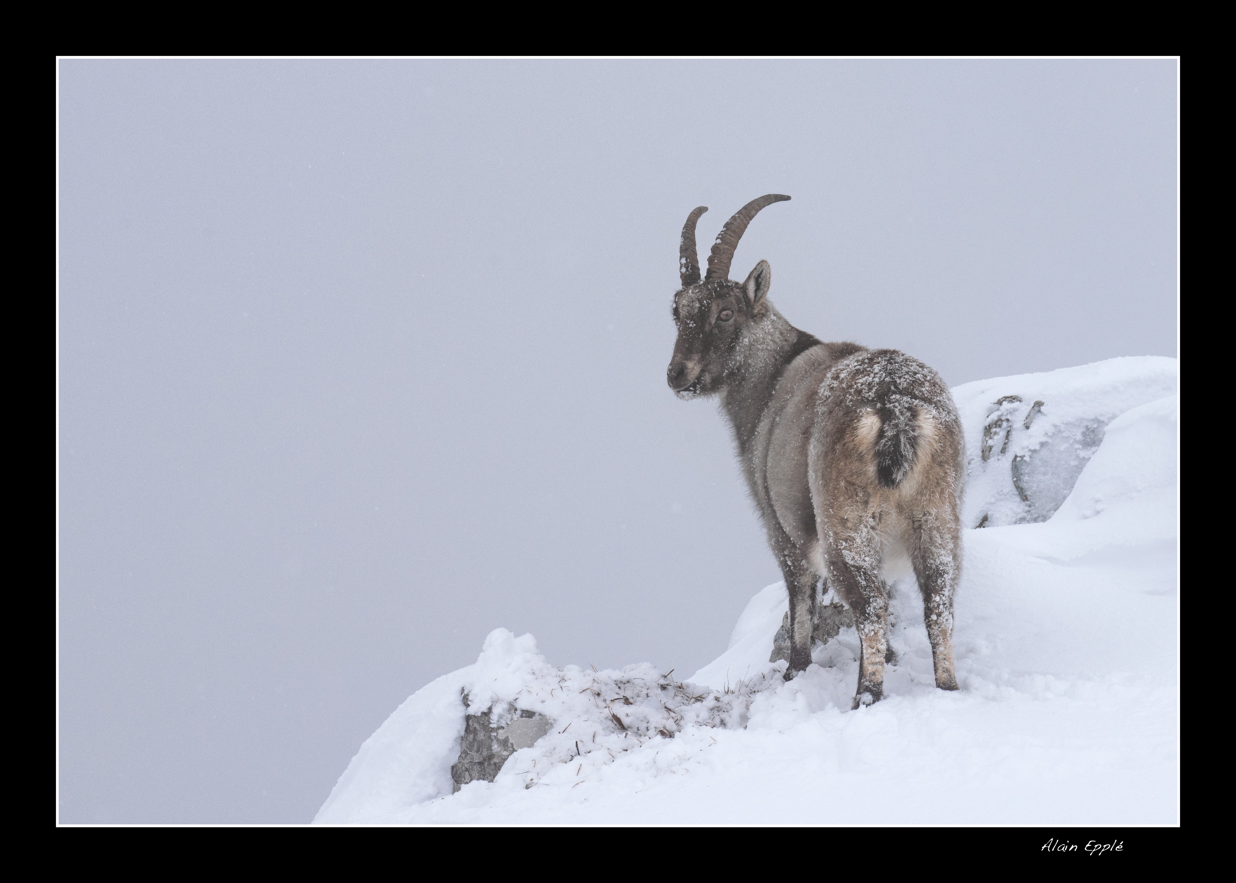 Bouquetin - BOU3