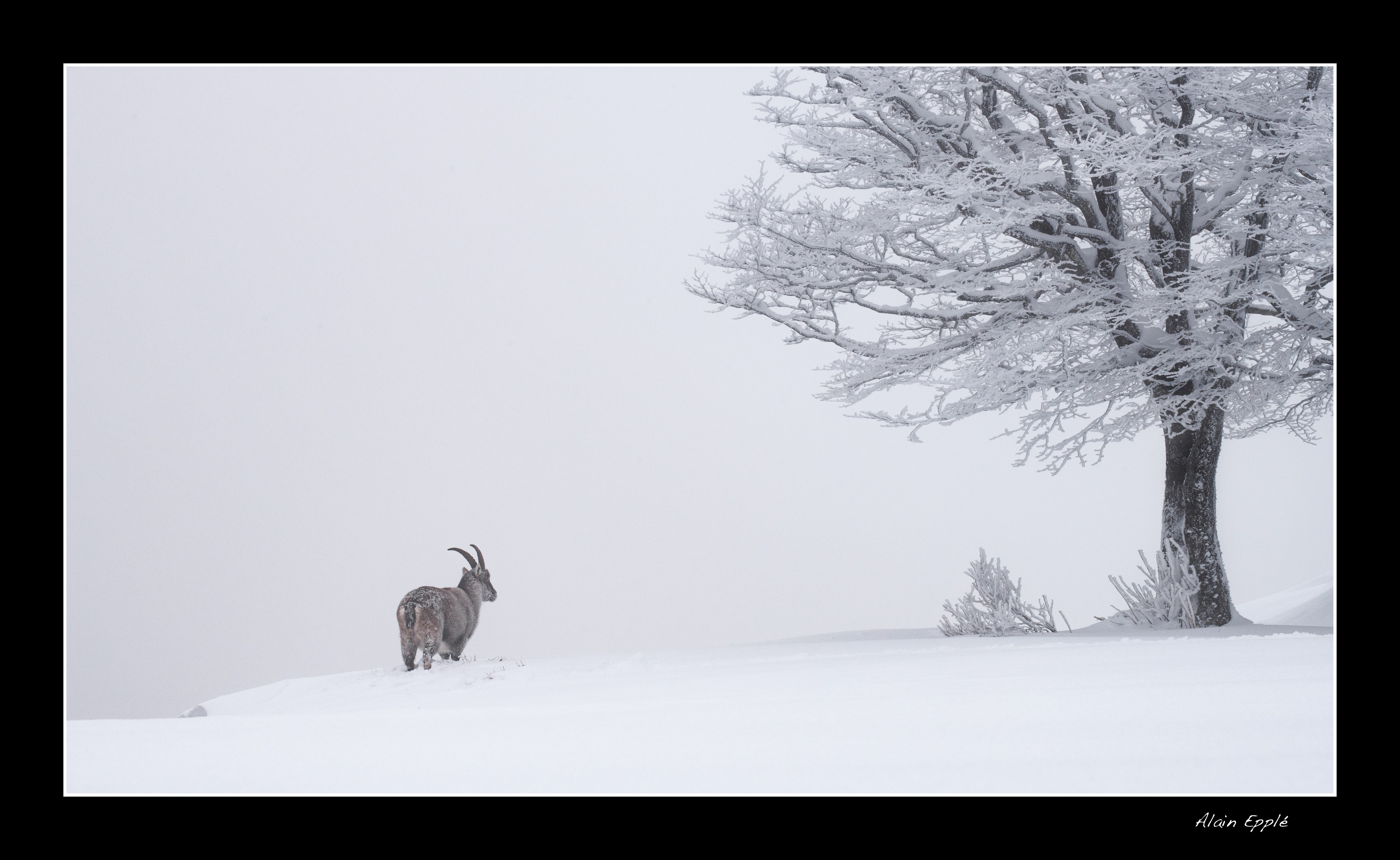 Bouquetin - BOU1