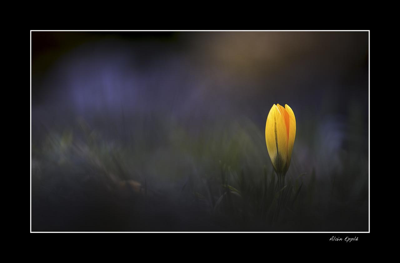 Crocus - MF24