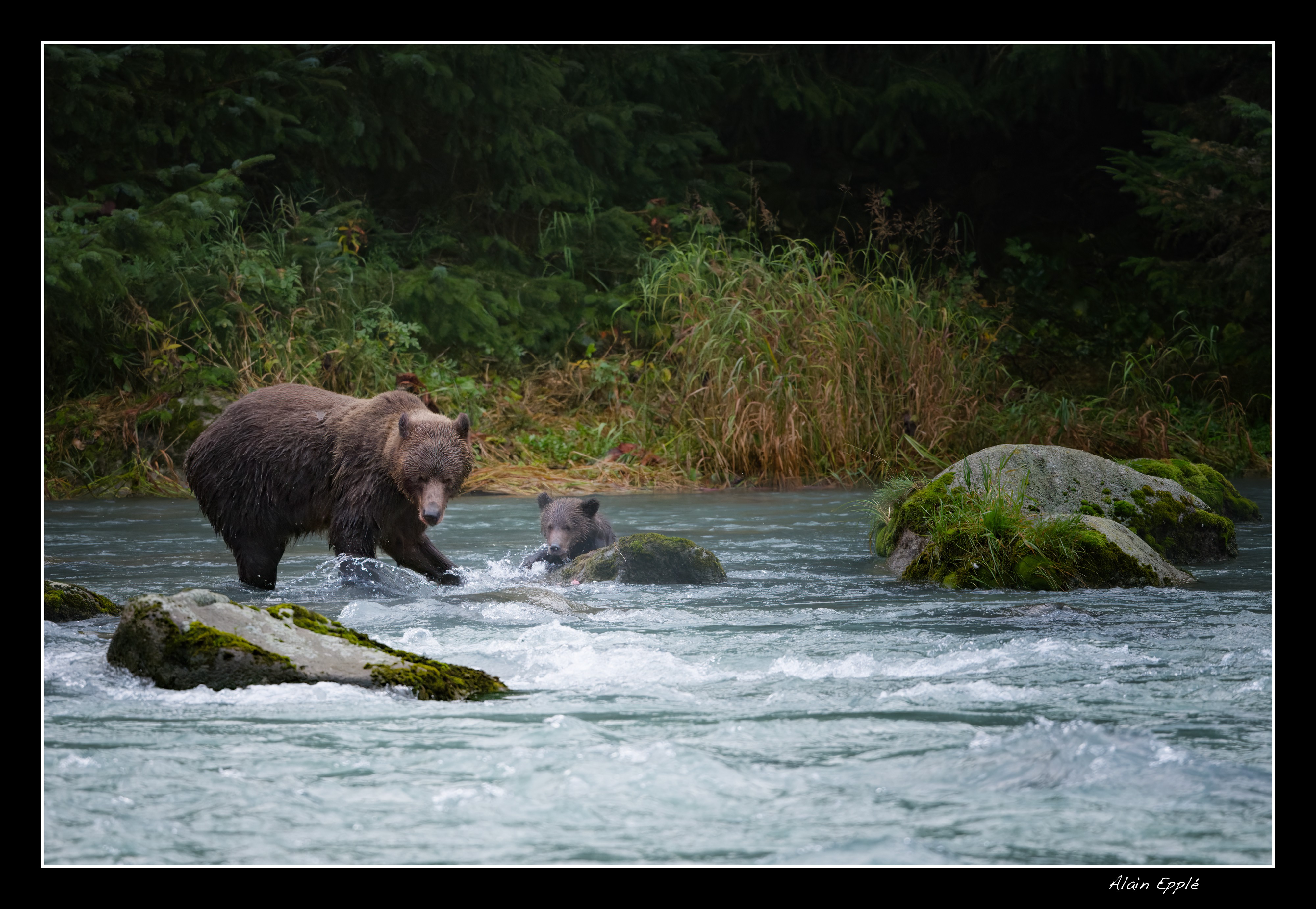 Grizzly - YAFAUN12