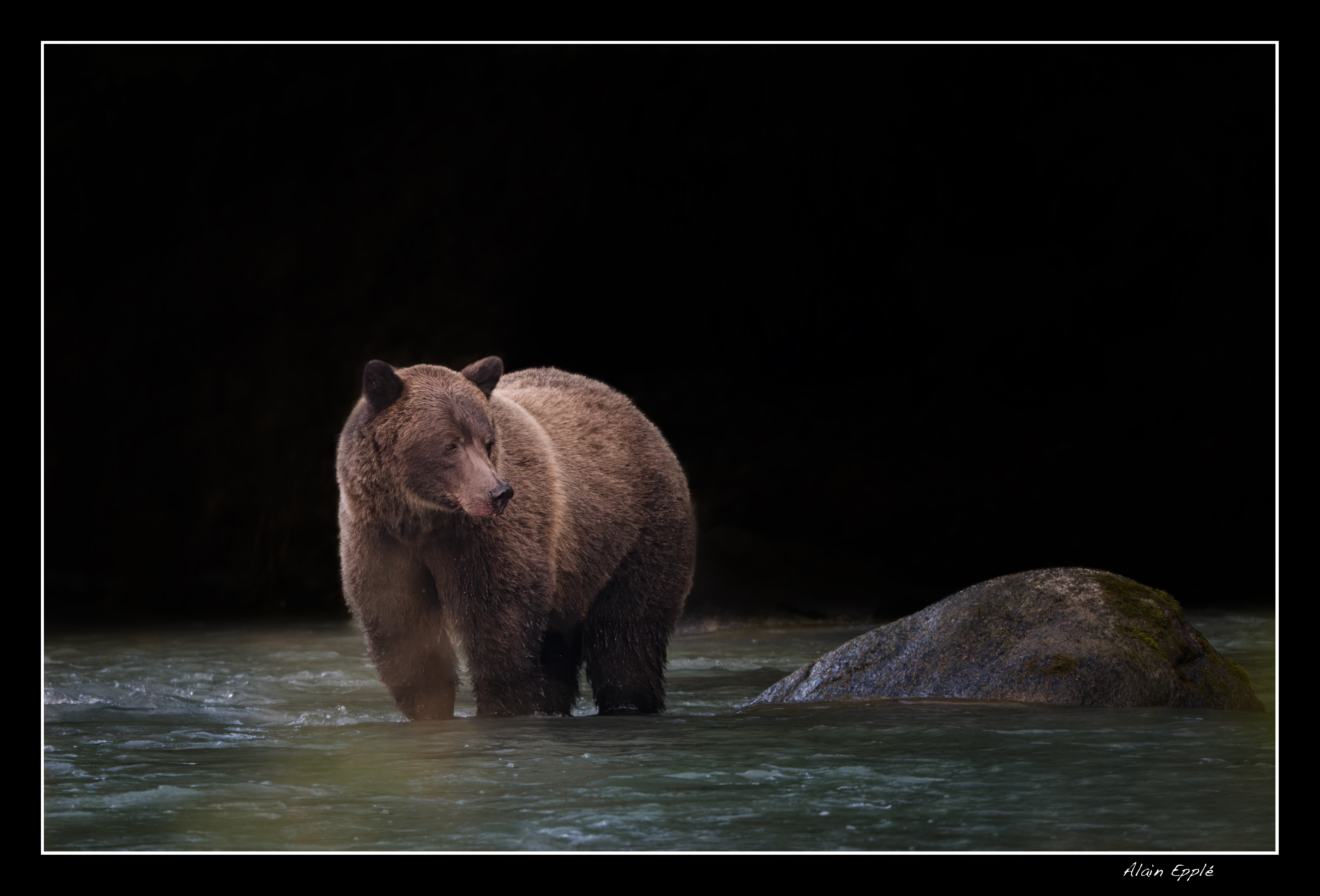 Grizzly - YAFAUN14