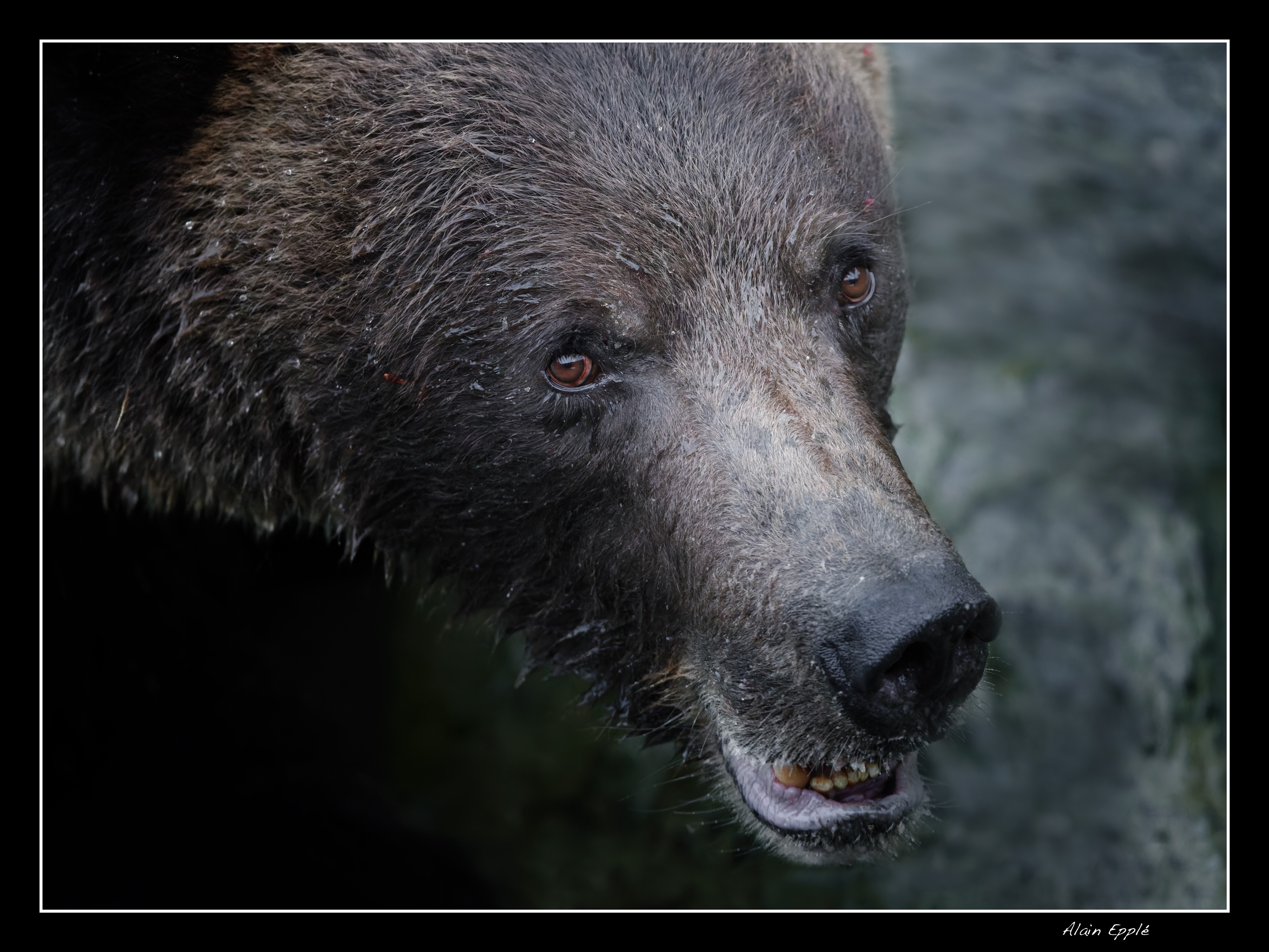 Grizzly - YAFAUN30