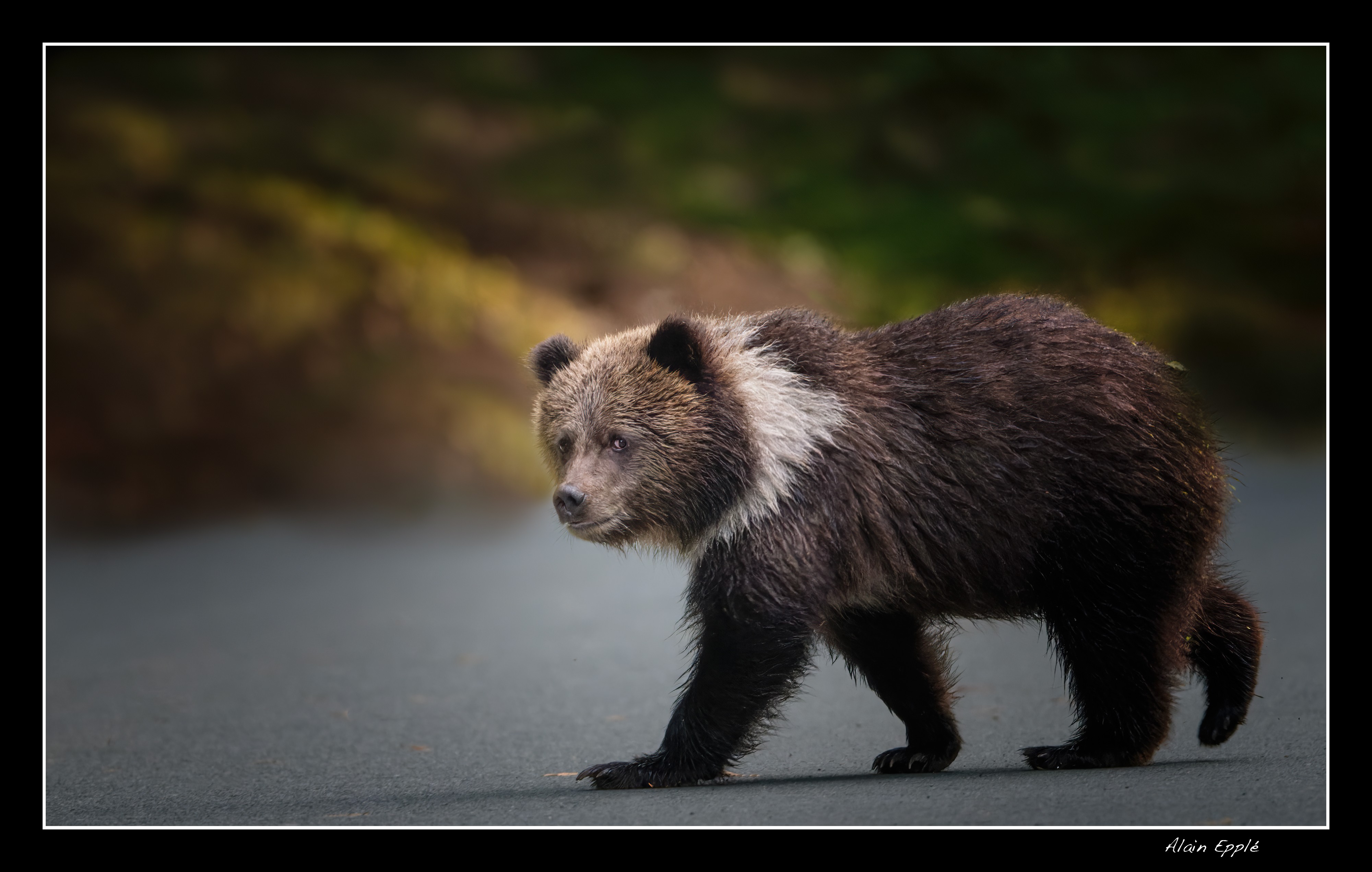Grizzly - YAFAUN32
