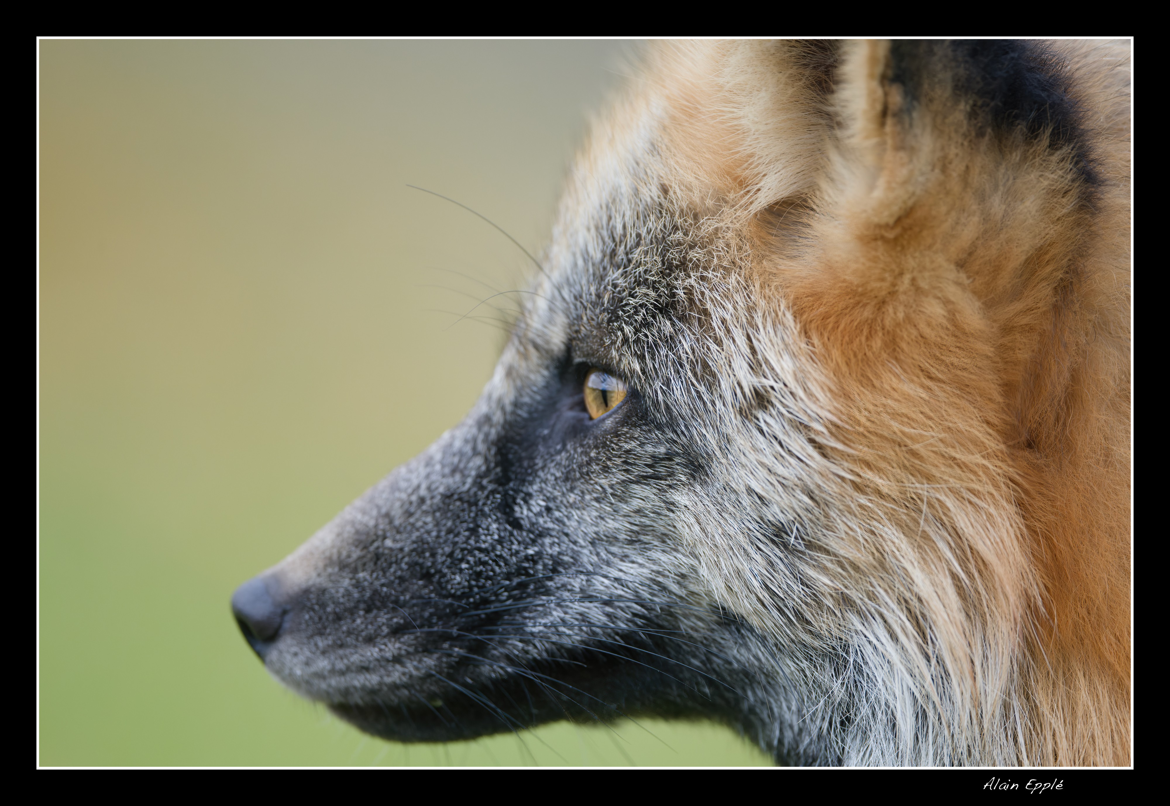 Renard - YAFAUN38