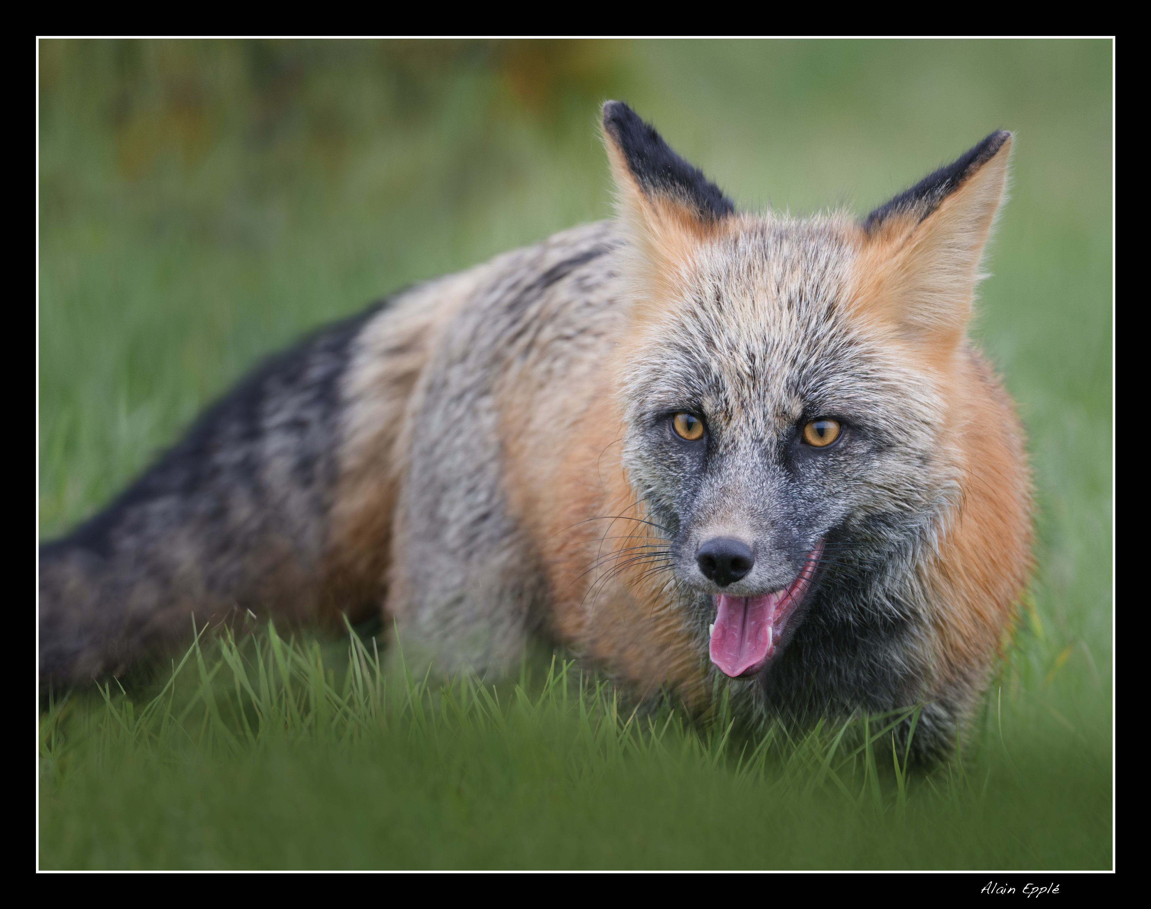 Renard - YAFAUN40