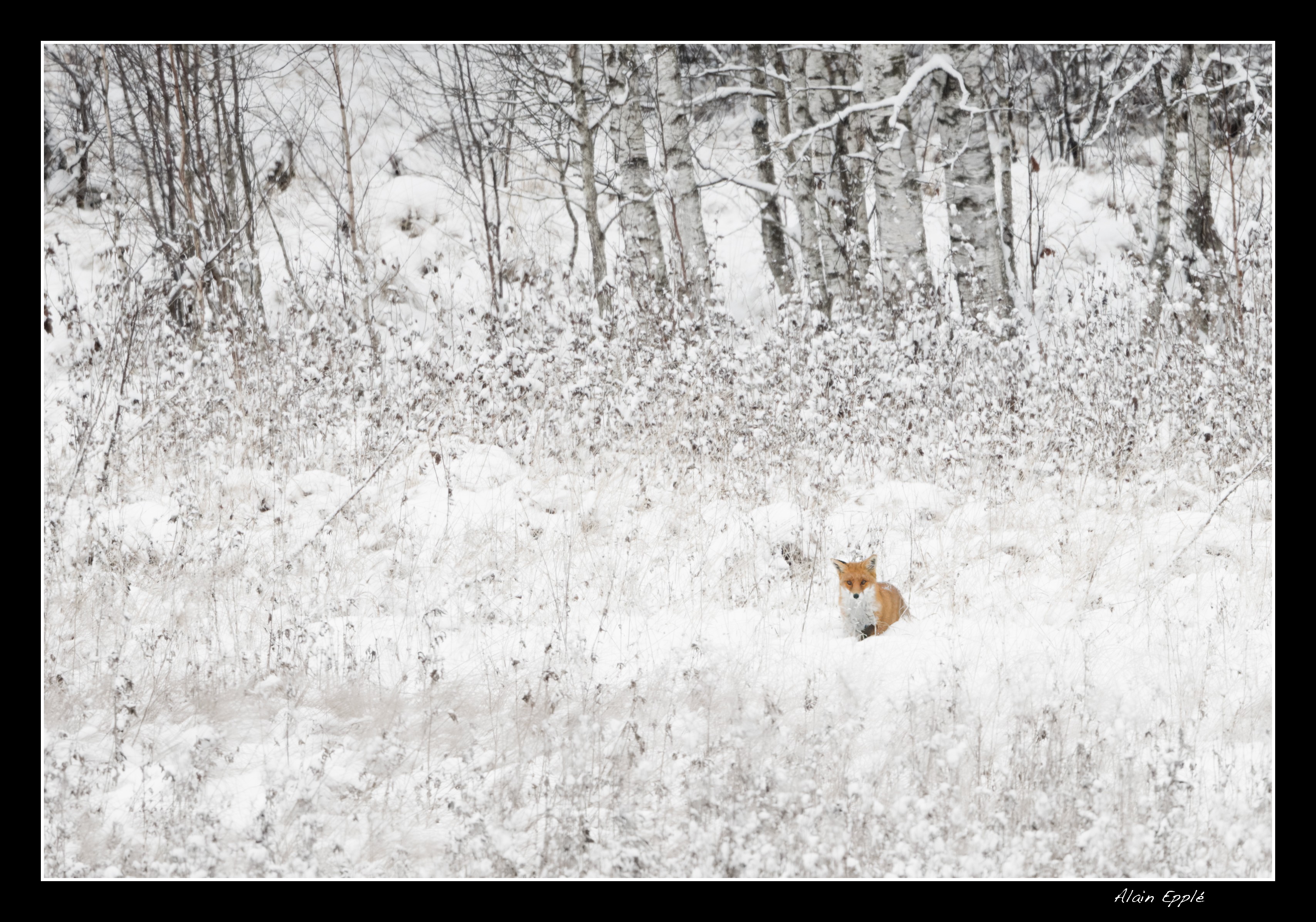 Renard - REN53