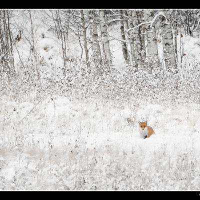 Renard - REN53