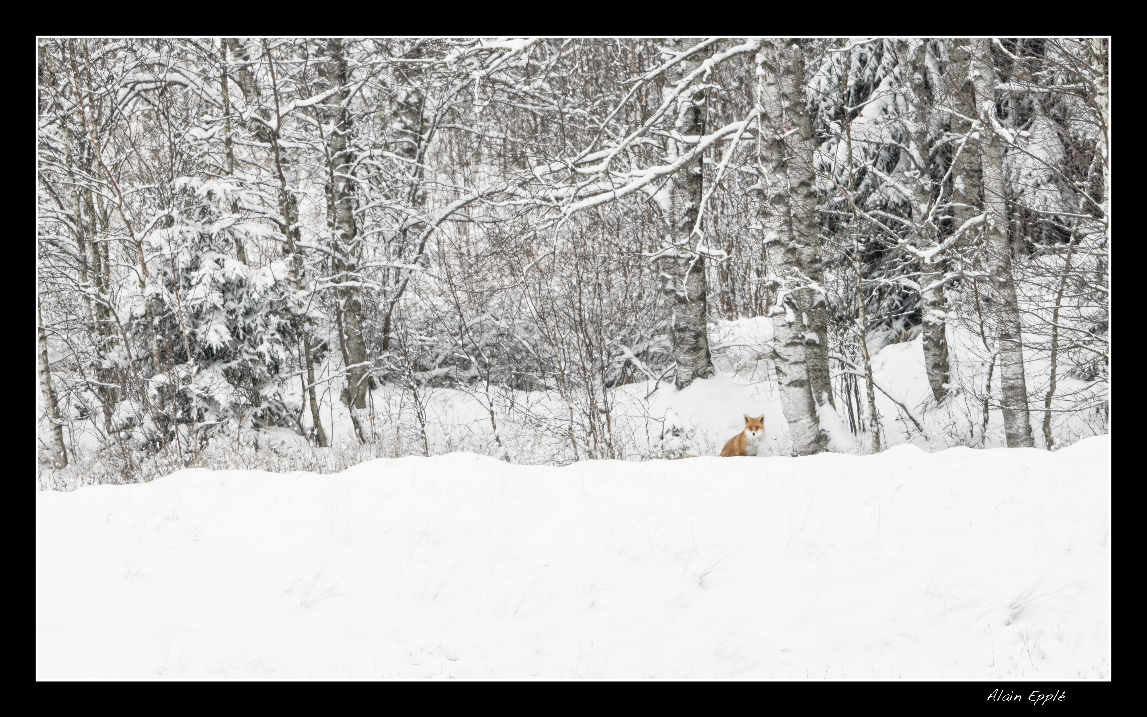 Renard - REN 54