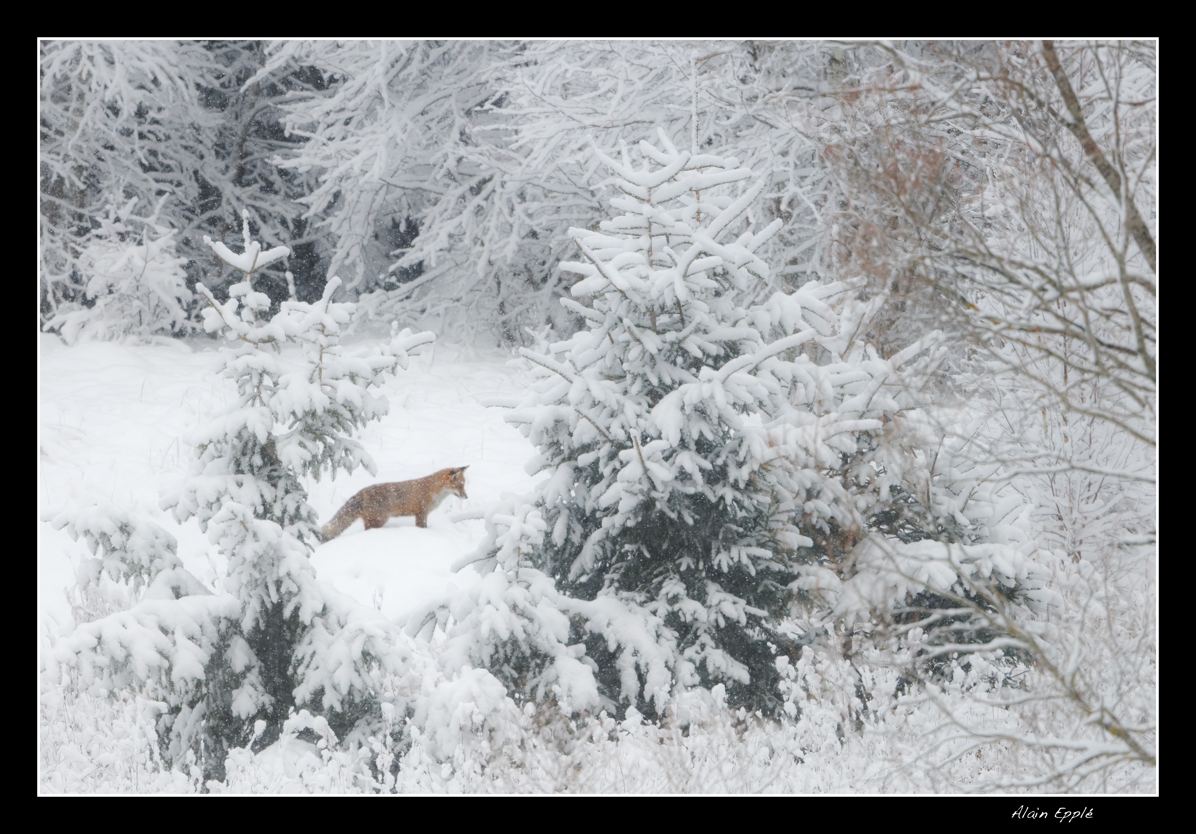 Renard - REN55