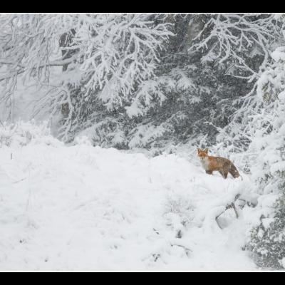 Renard - REN56