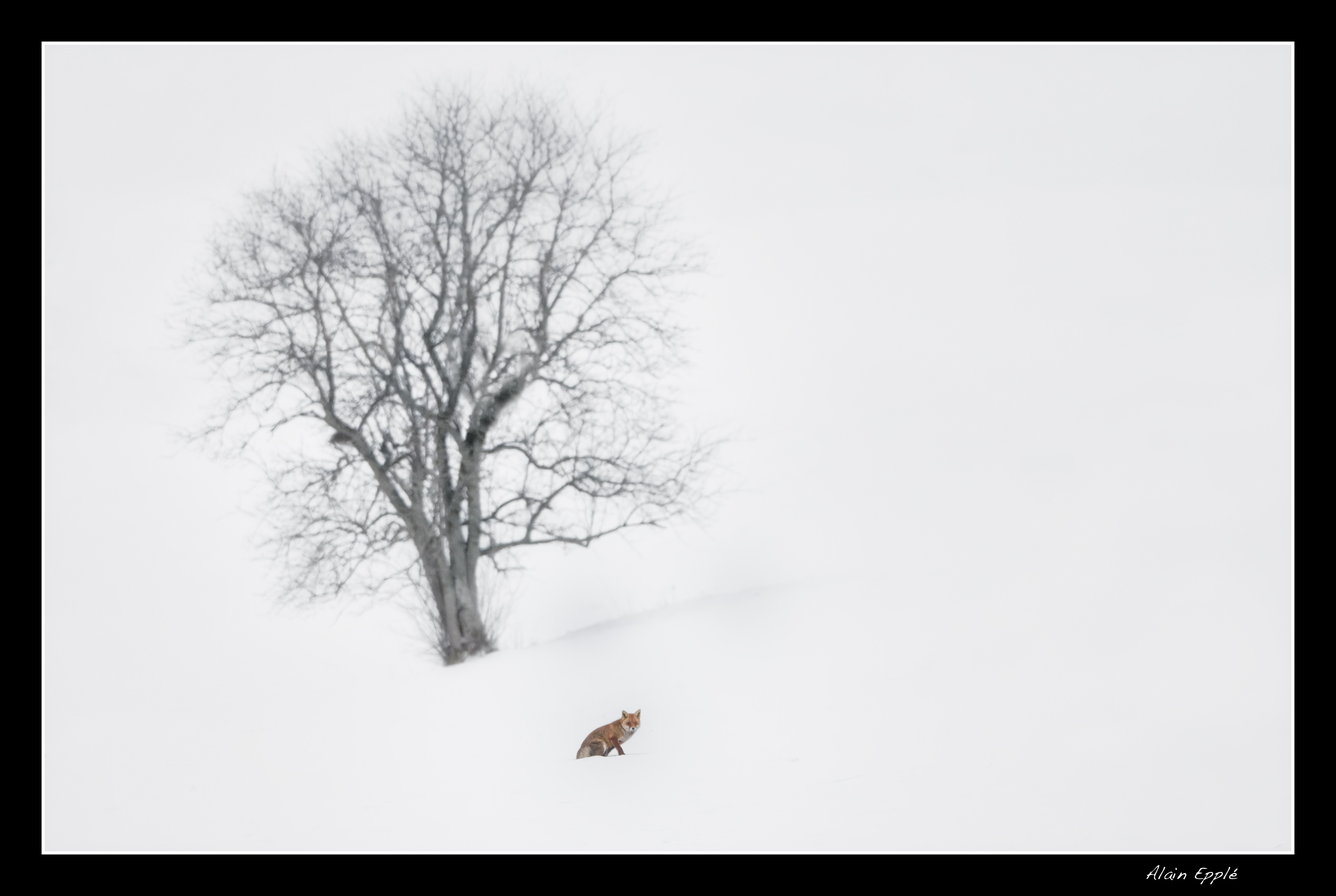 Renard - REN57