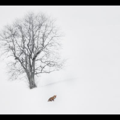 Renard - REN57