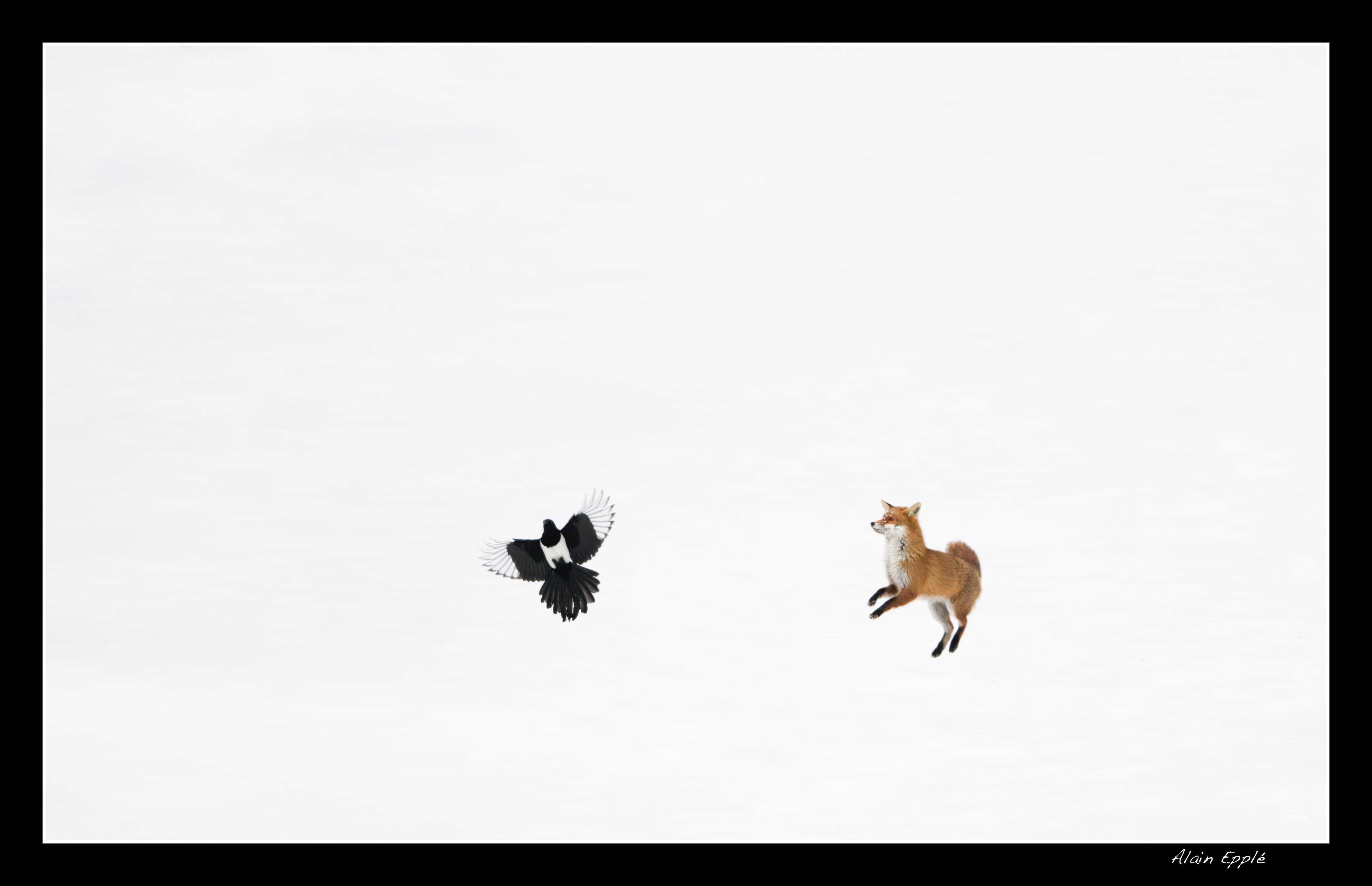 Renard - REN59