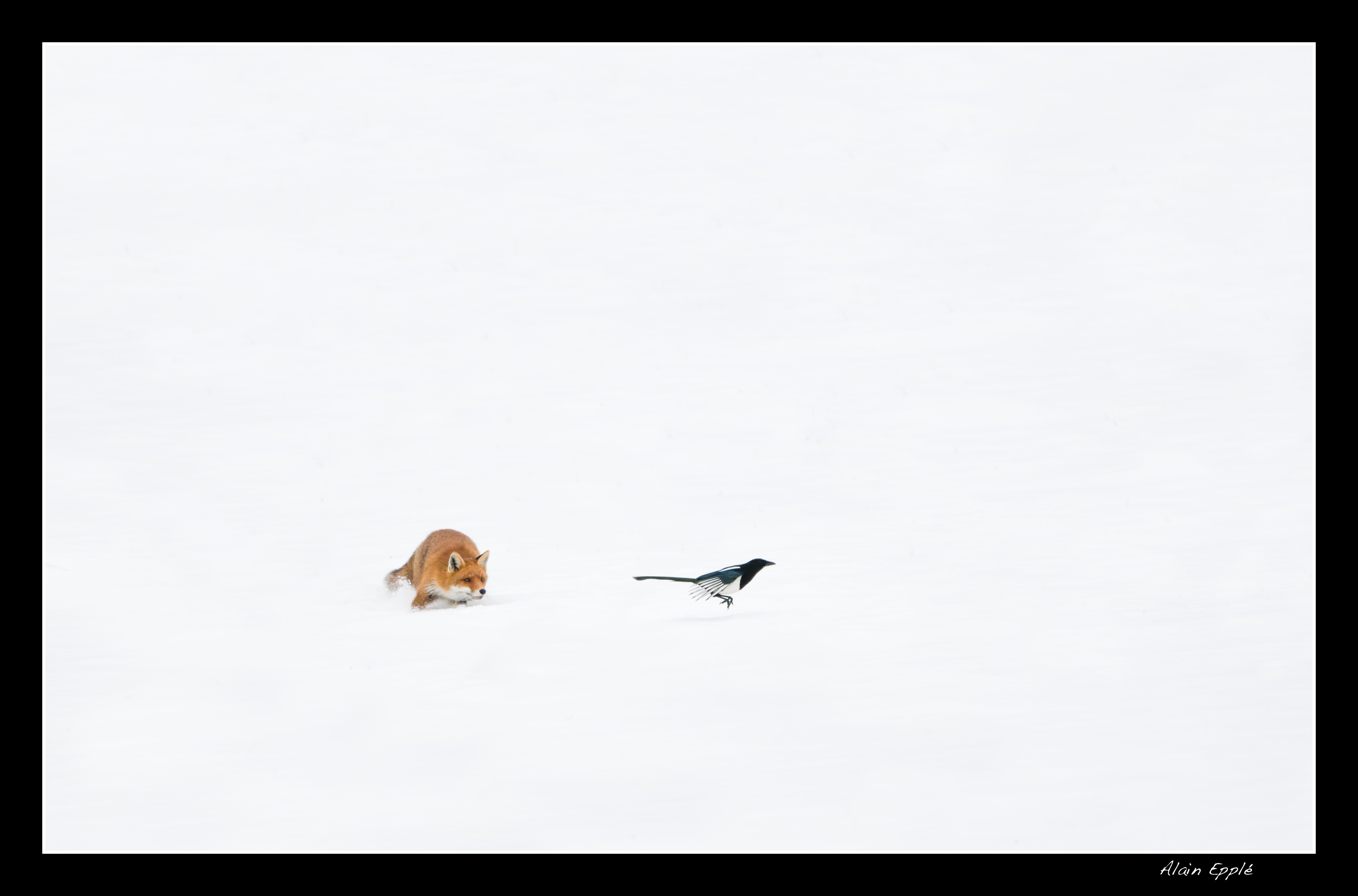 Renard - REN61