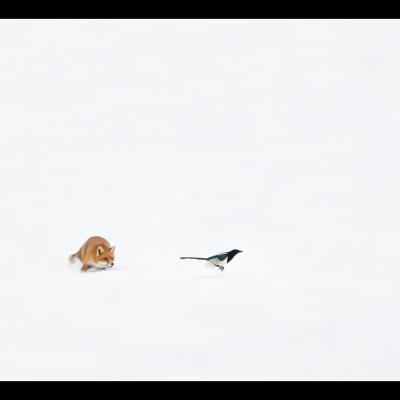 Renard - REN61