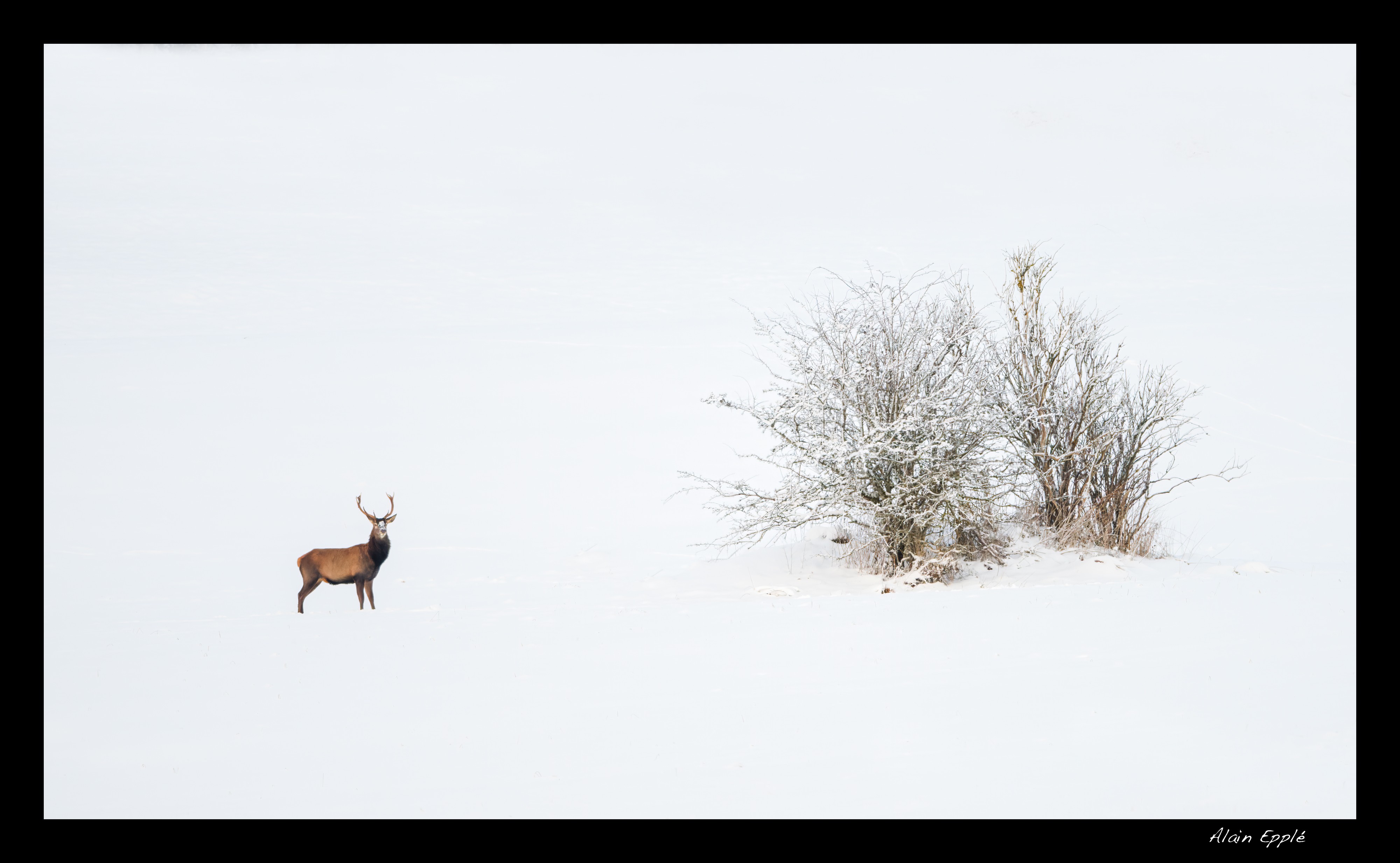 Cerf - Cerf2