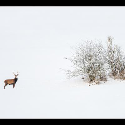 Cerf - Cerf2