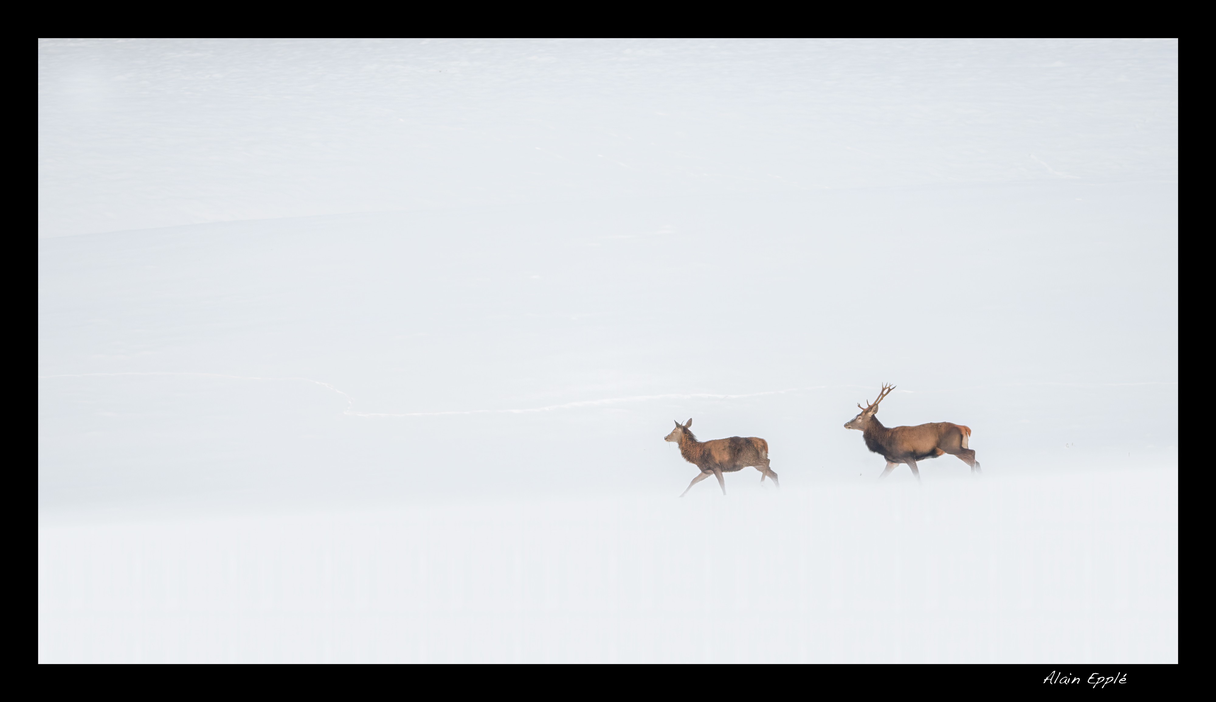 Cerfs - Cerf4