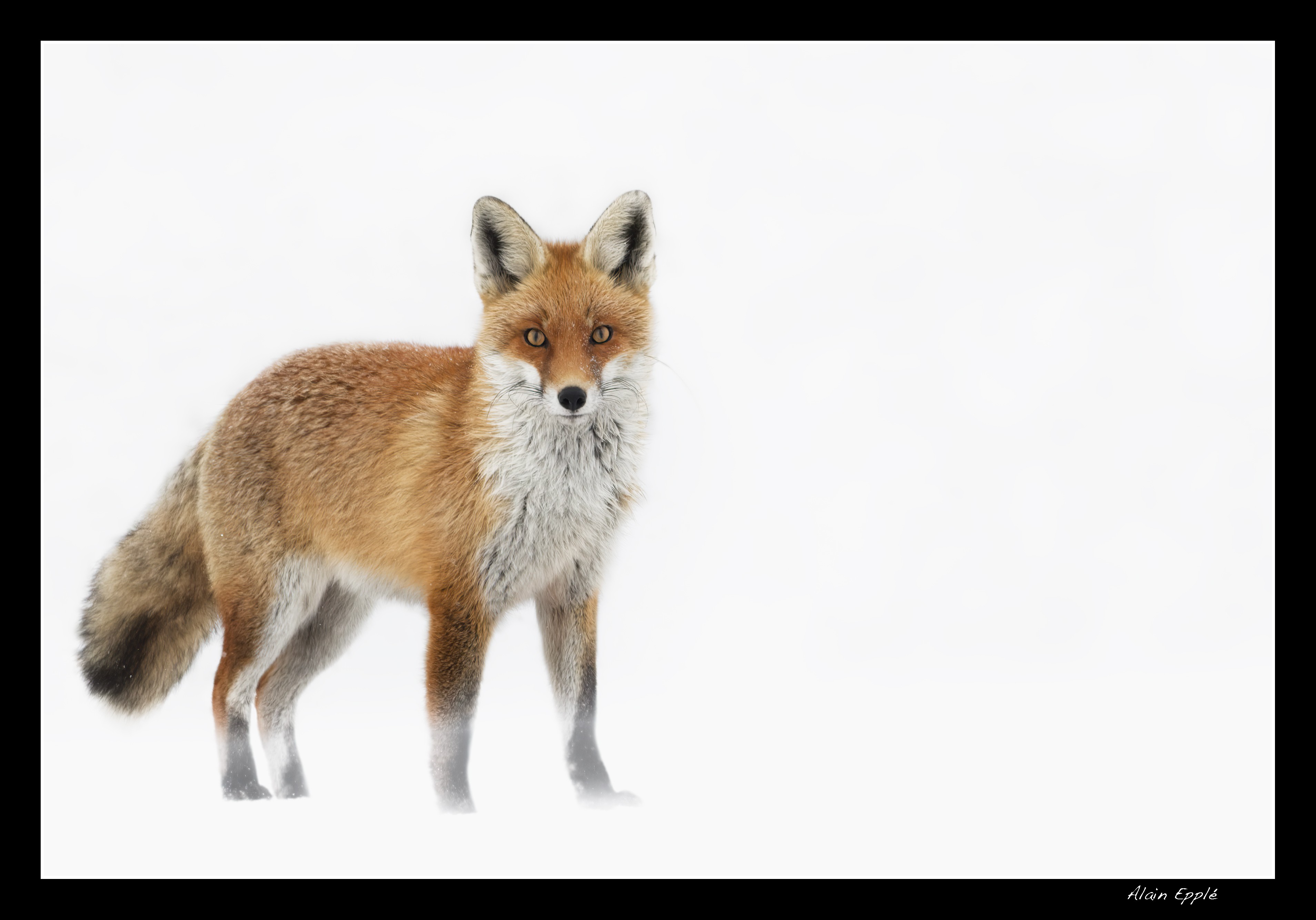 Renard - REN62