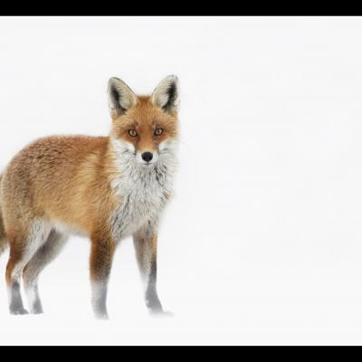 Renard - REN62