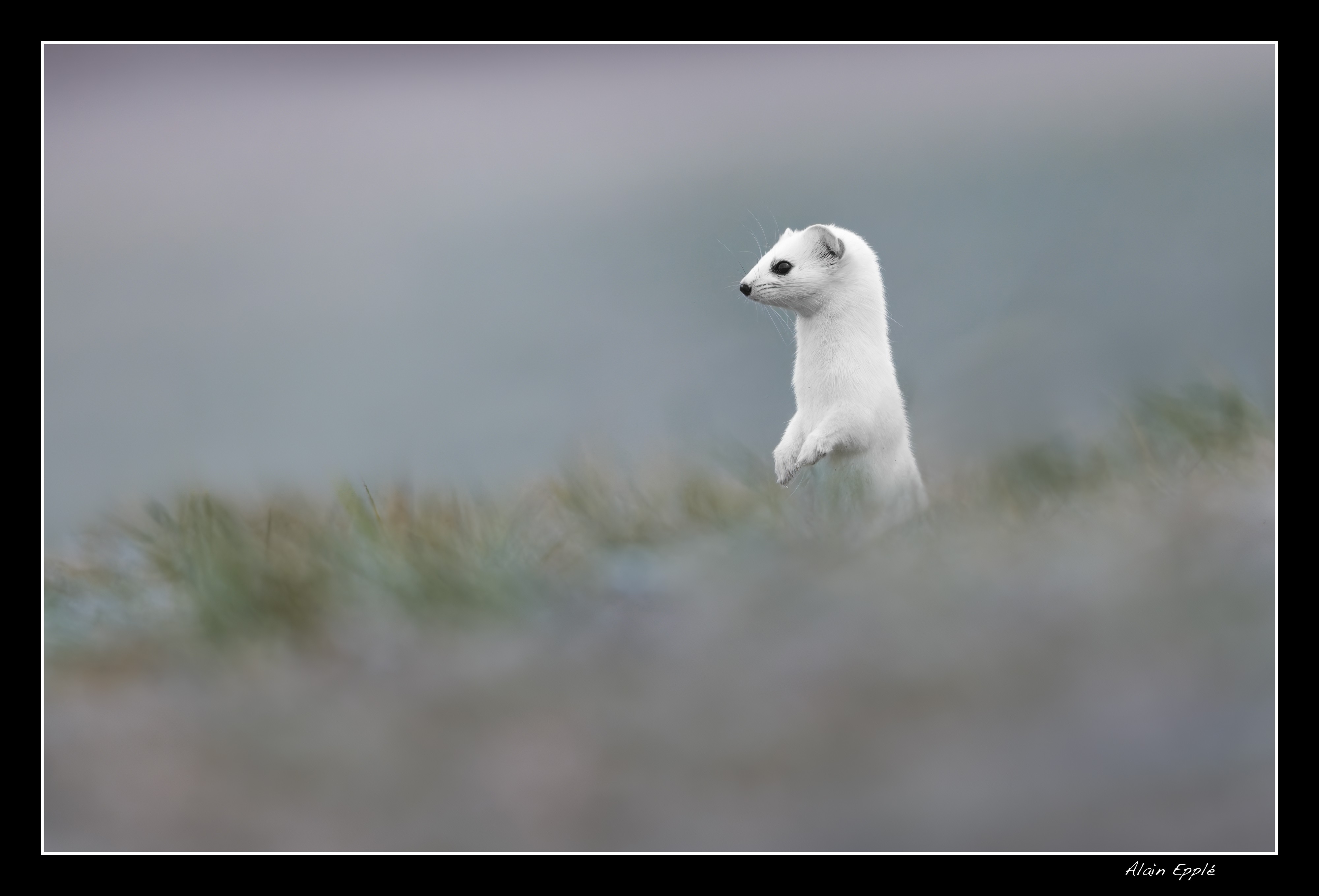 Hermine - HE35