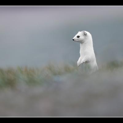 Hermine - HE35