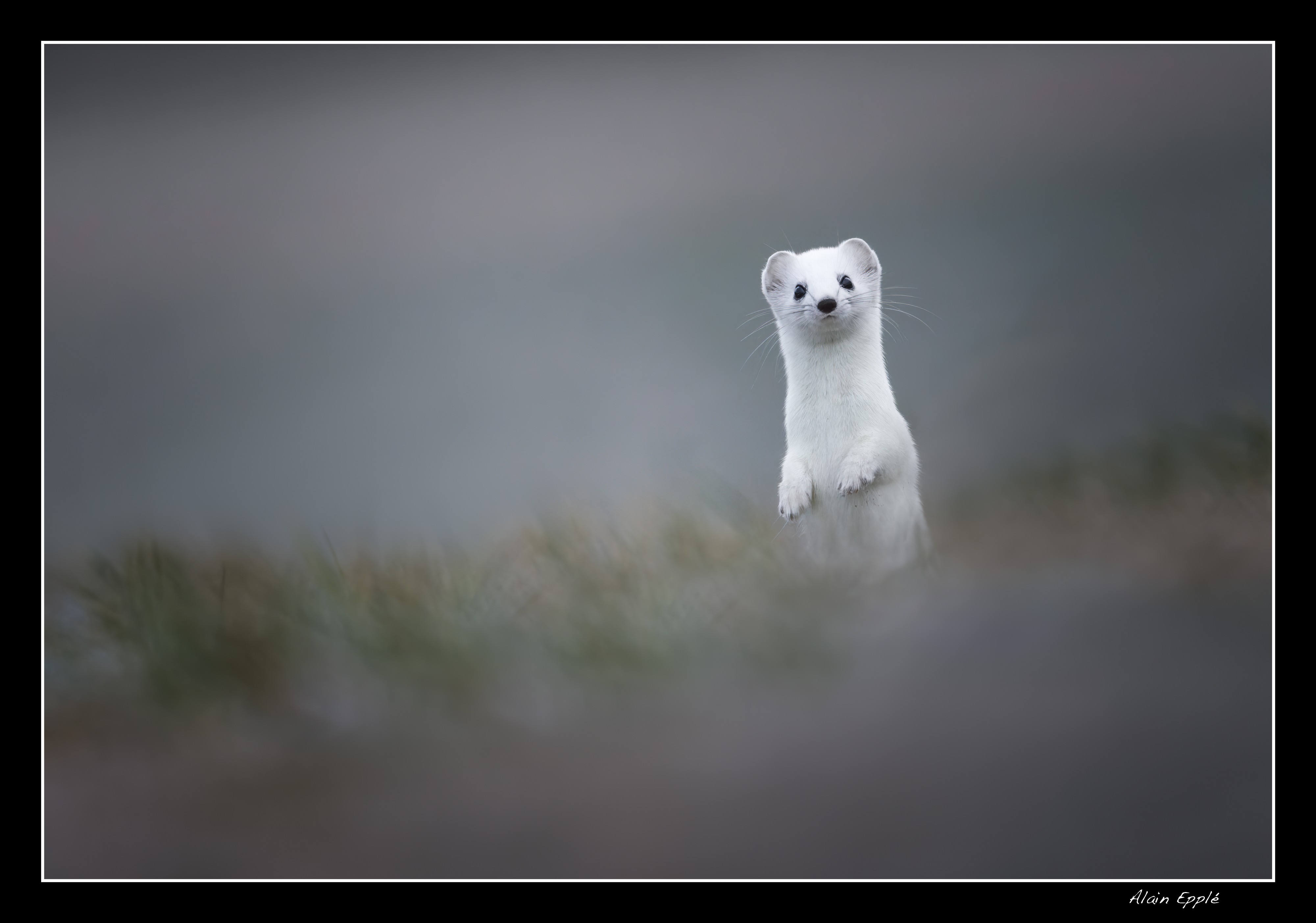 Hermine - HE36