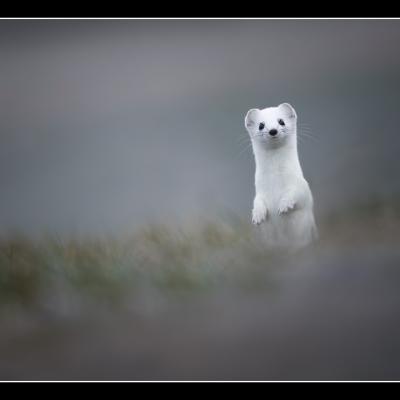 Hermine - HE36