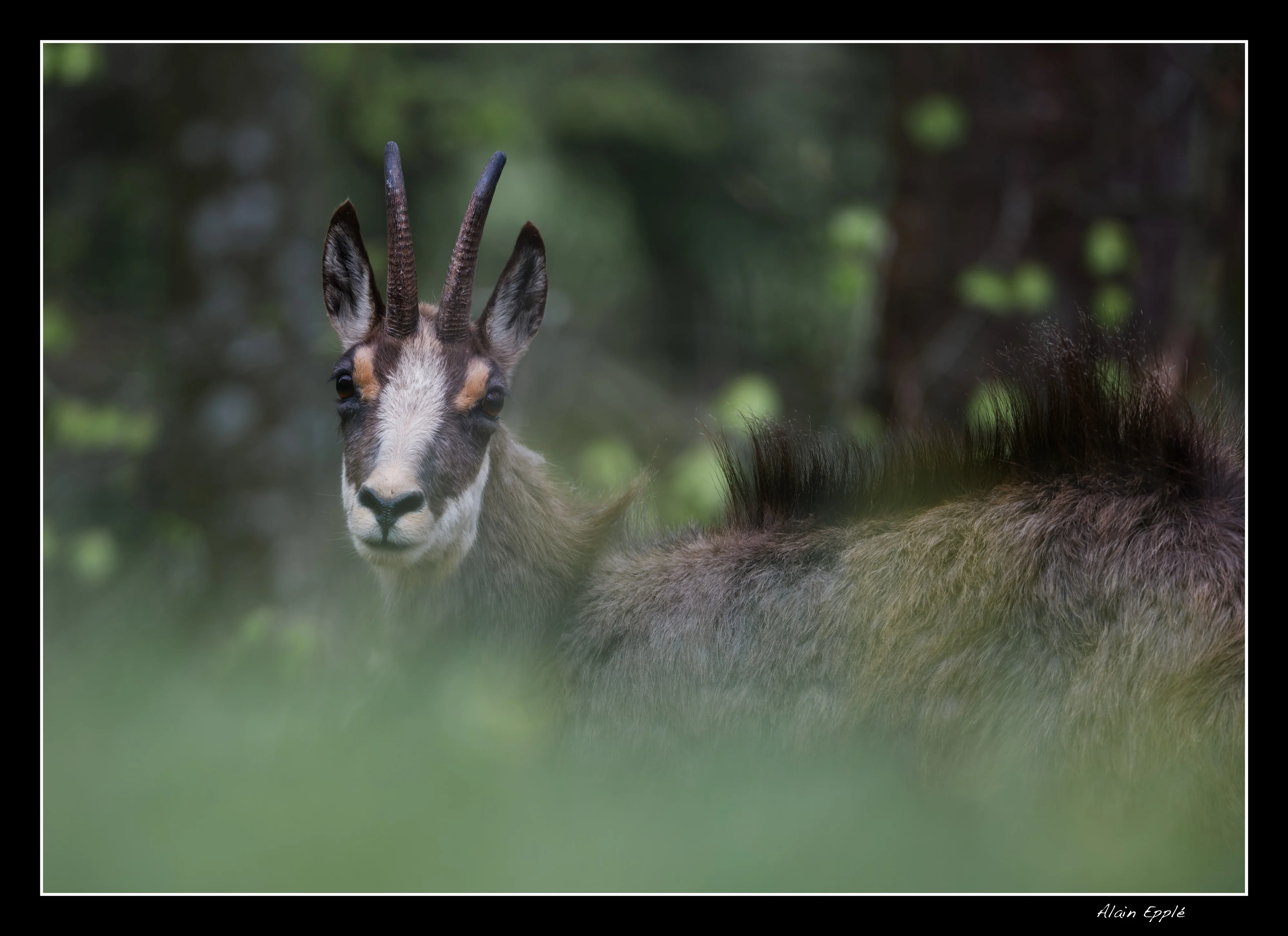 Chamois - Ch16