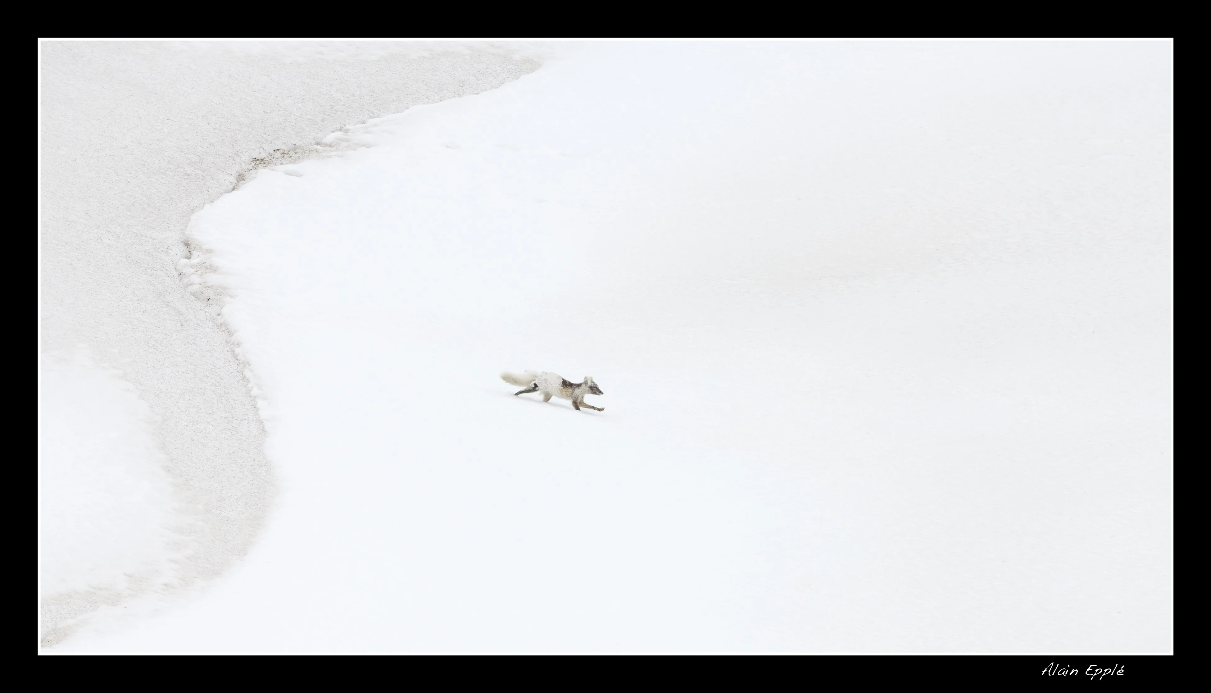 Renard arctique - SPIRE1