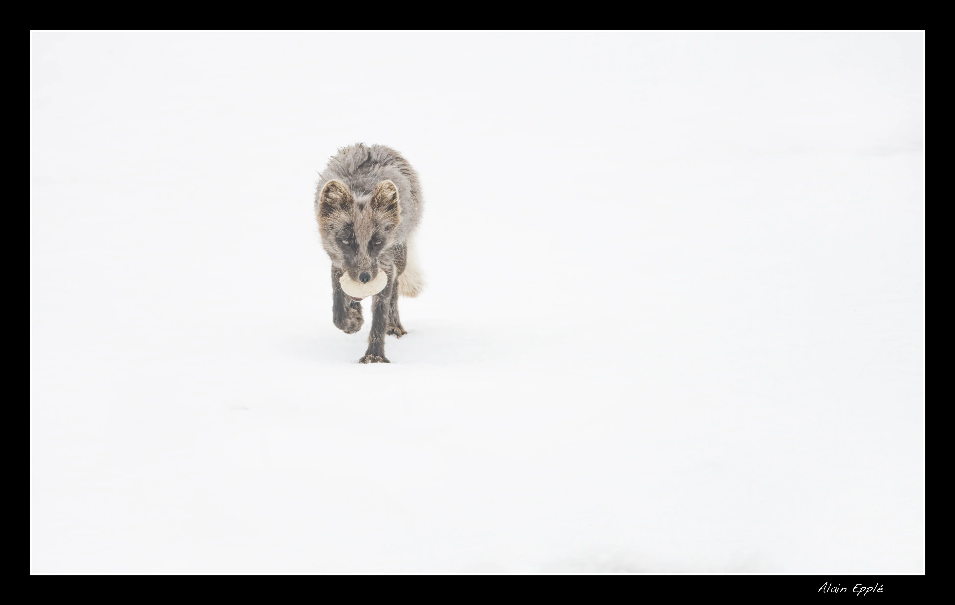 Renard arctique - SPIRE2