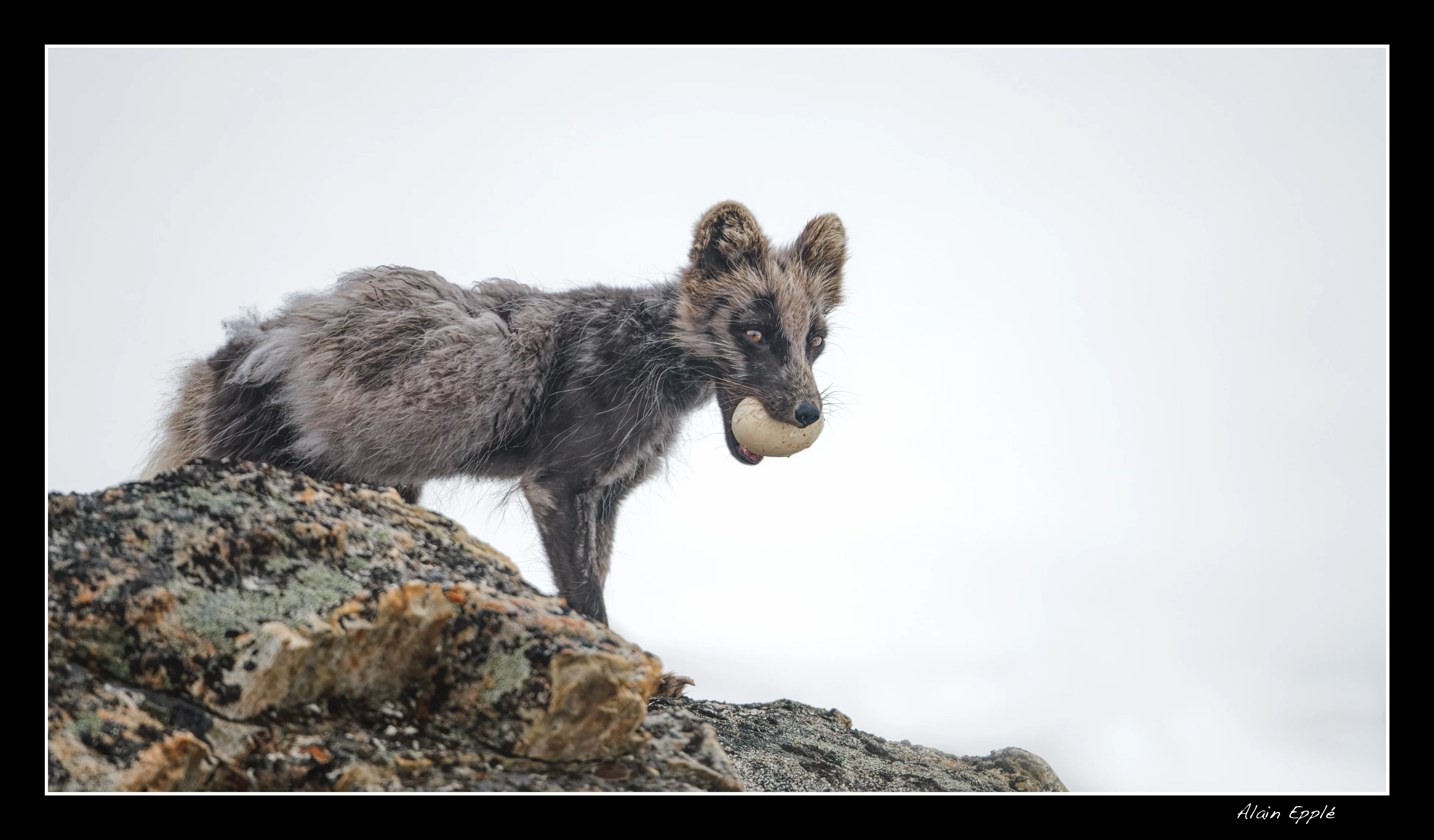 Renard arctique - SPIRE4