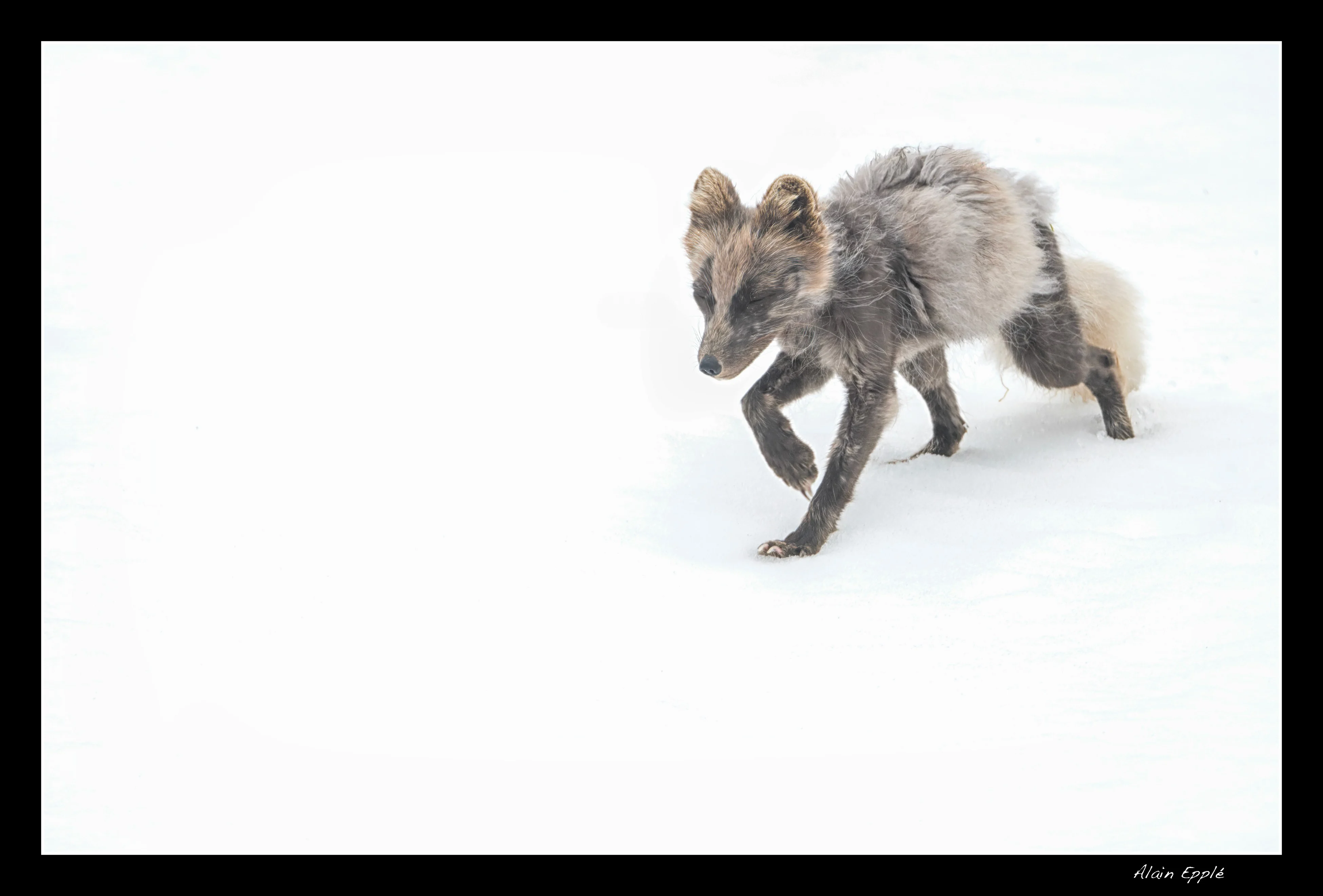 Renard arctique - SPIRE6
