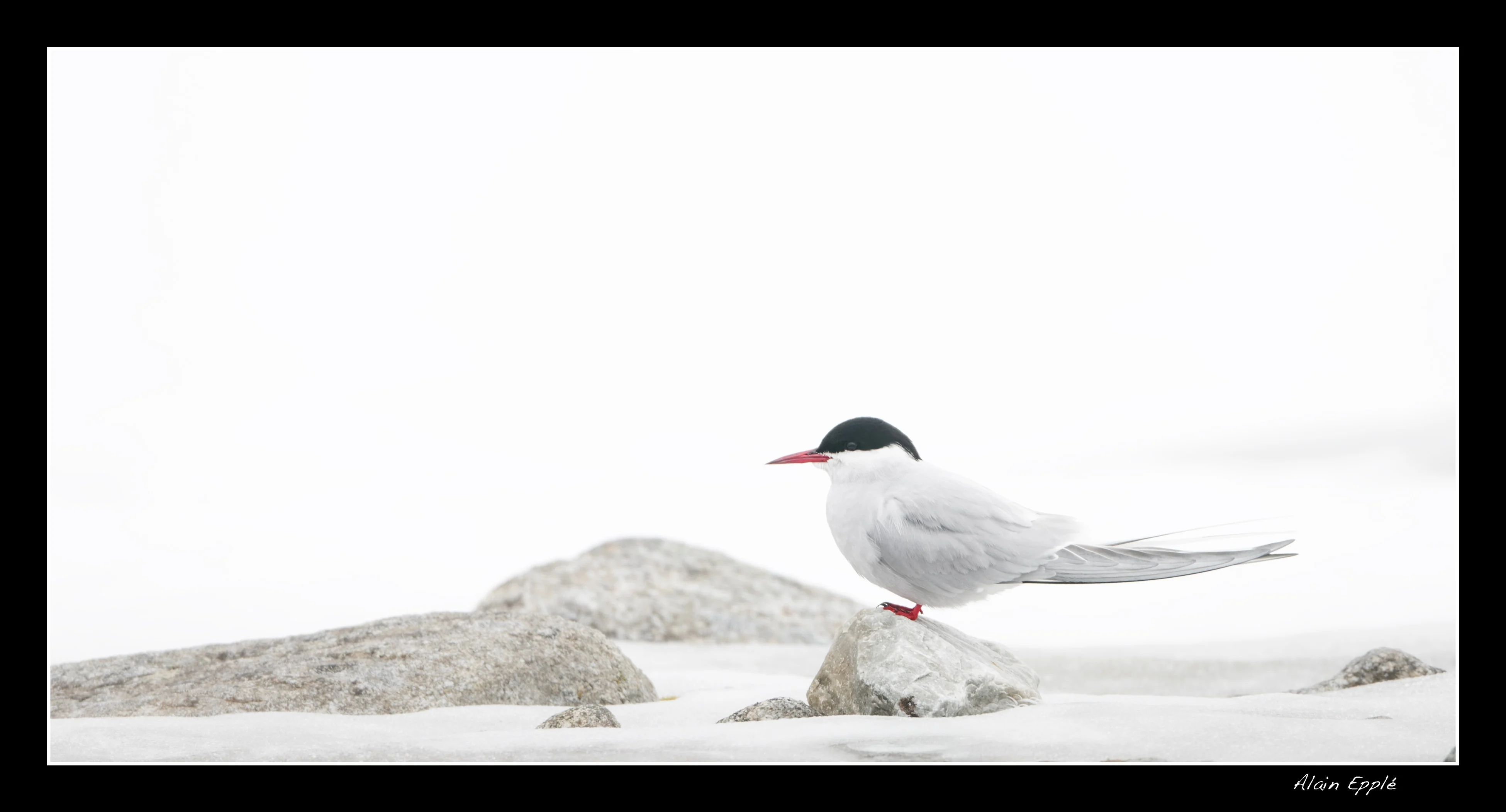 Sterne arctique - SPIOI10