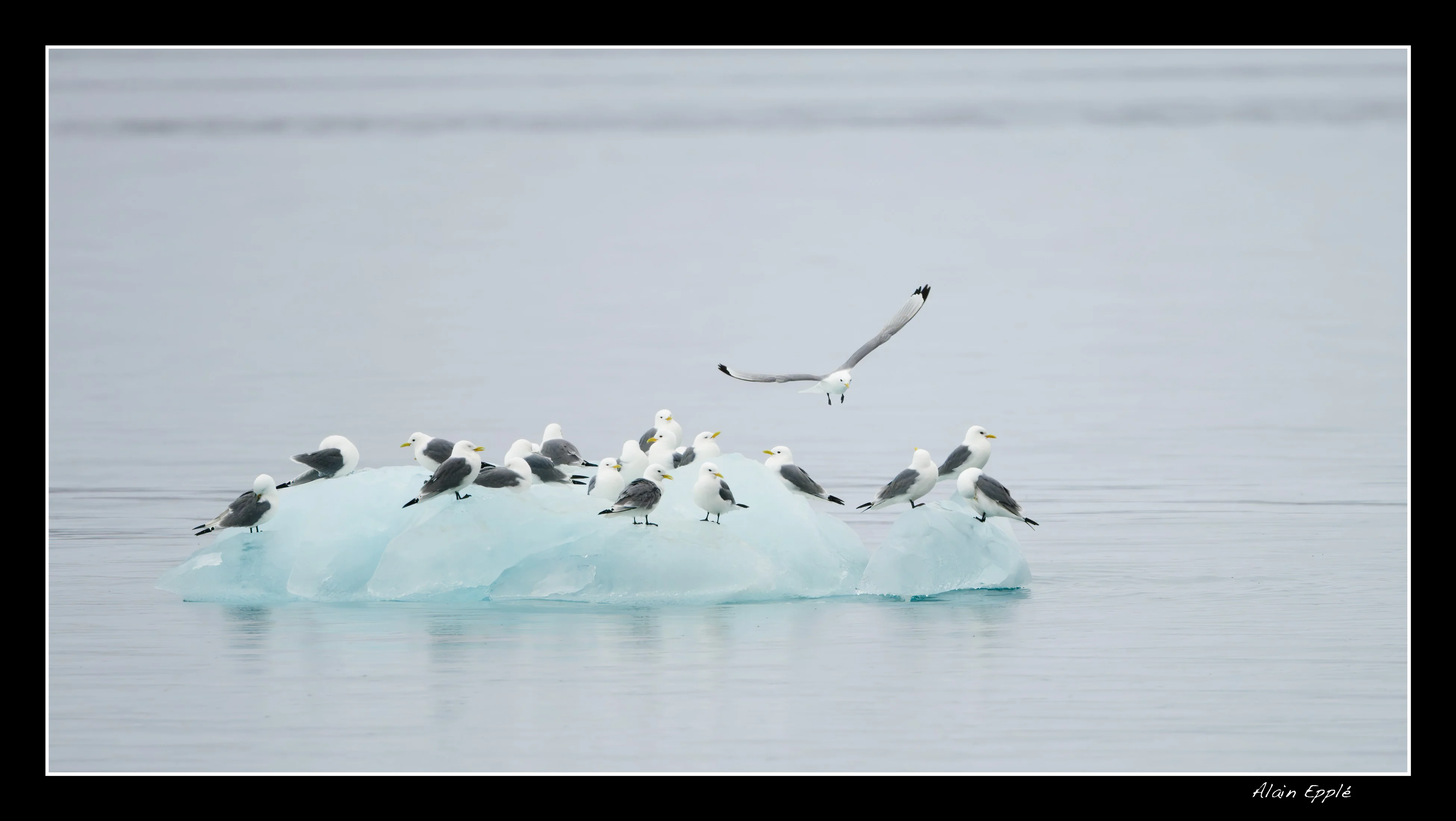 Mouettes tridactyles - SPIOI14