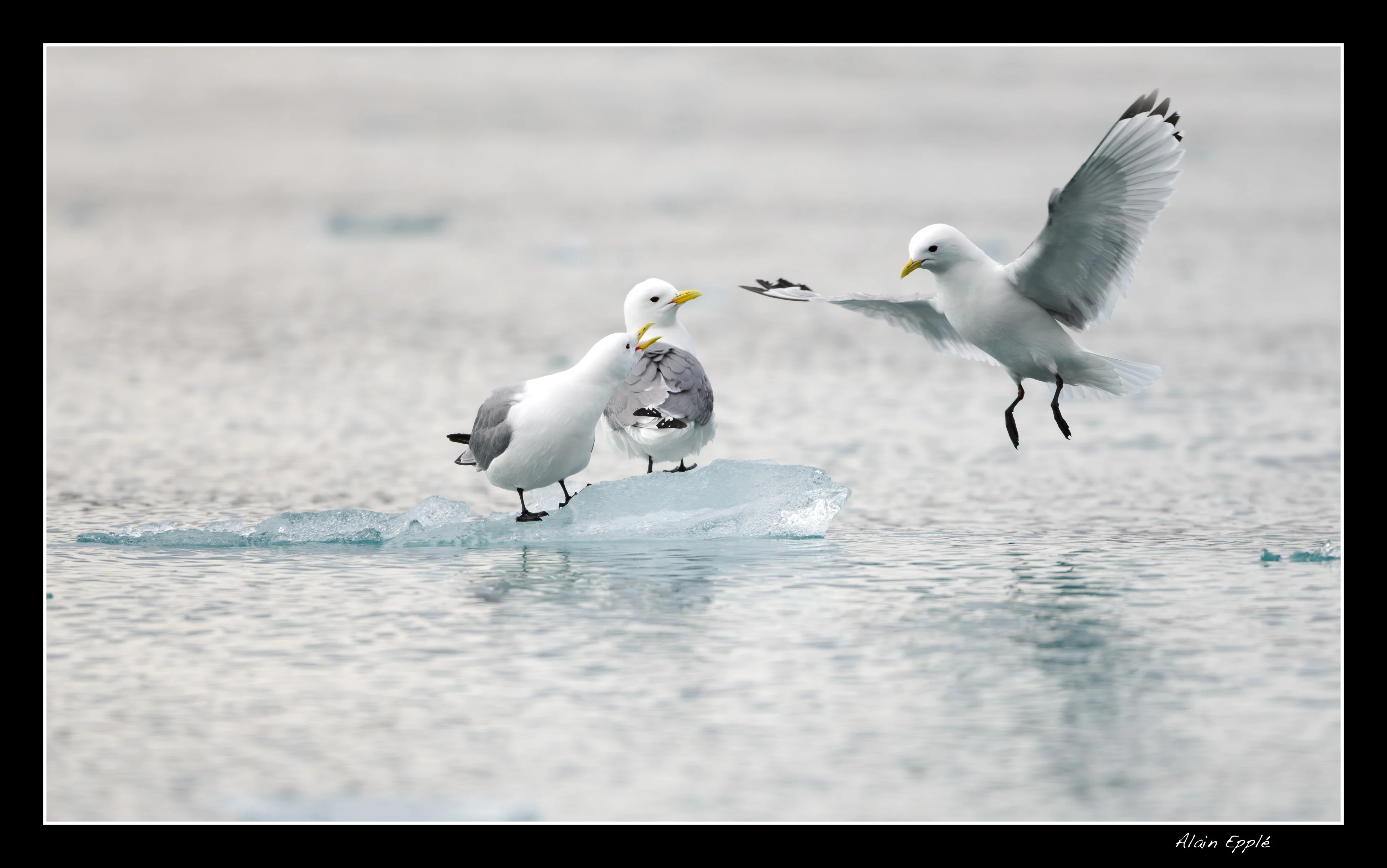 Mouettes tridactyles - SPIOI15