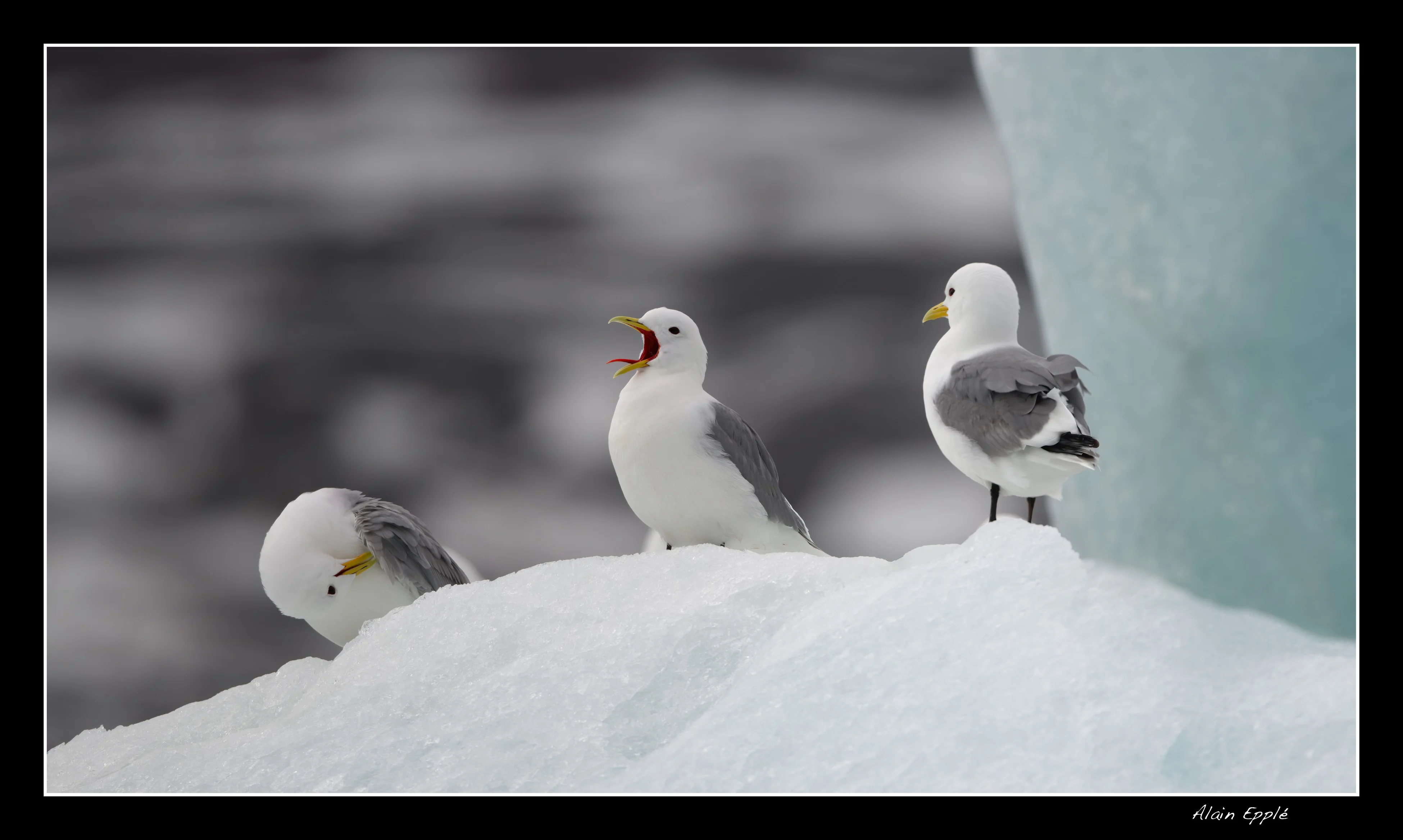 Mouettes tridactyles - SPIOI16