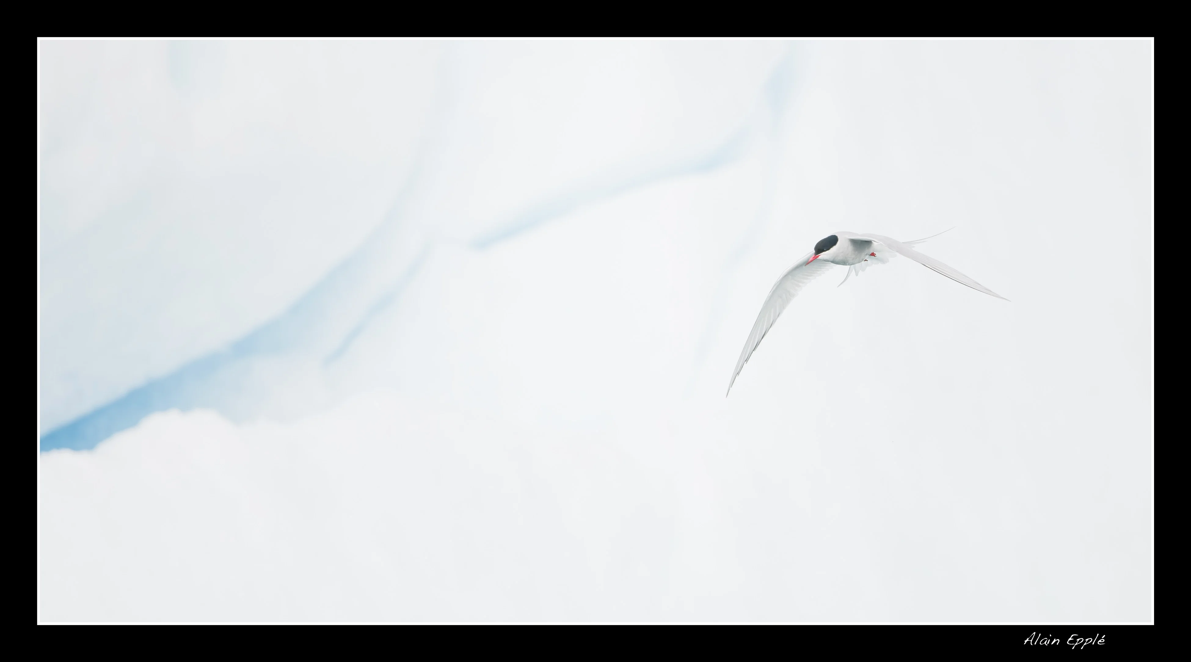 Sterne arctique - SPIOI18