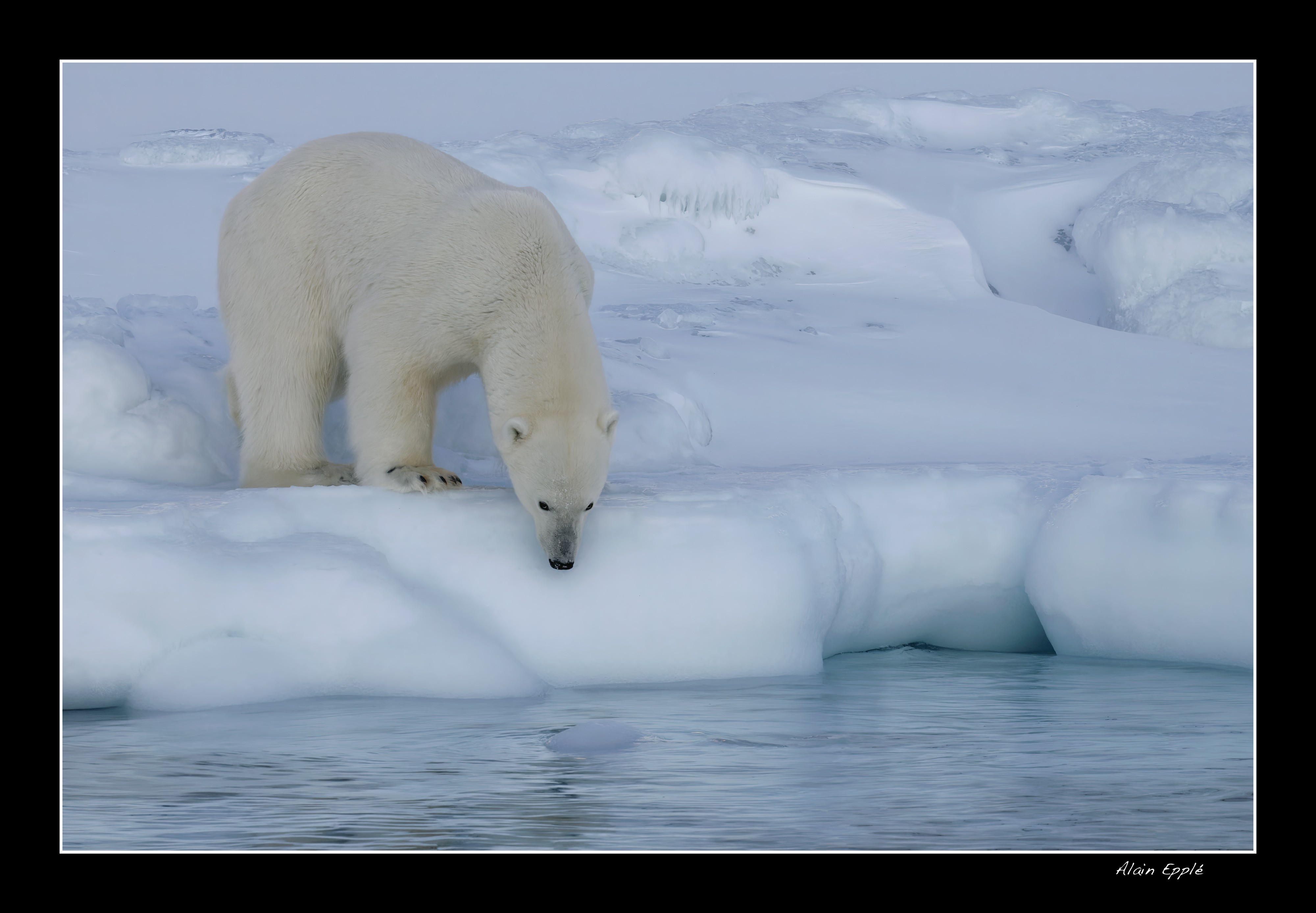 Ours polaire - SPIOU3