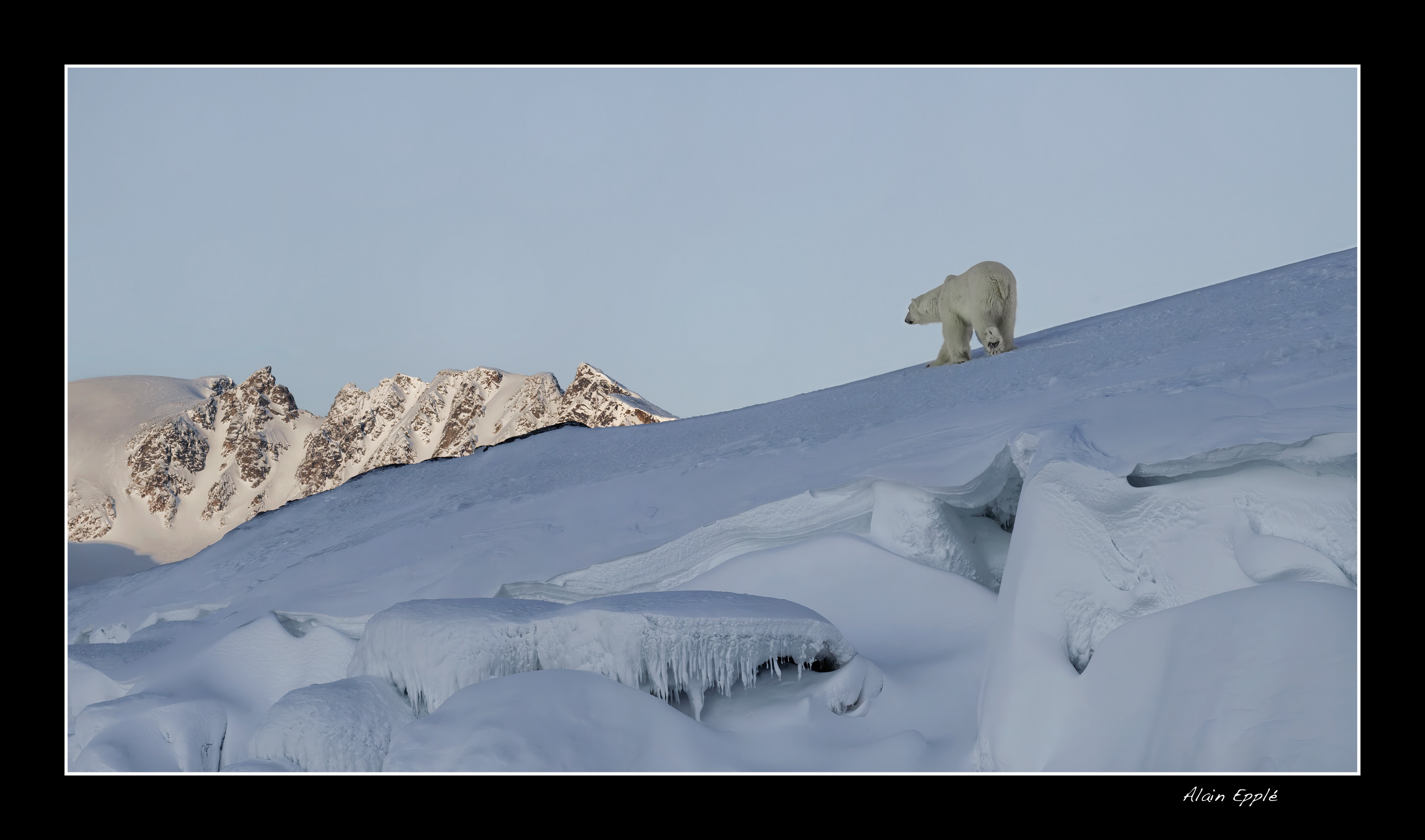 Ours polaire - SPIOU5